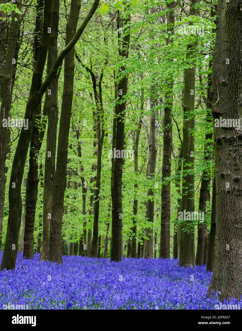 Bluebells in Clipper Down Stock Photo