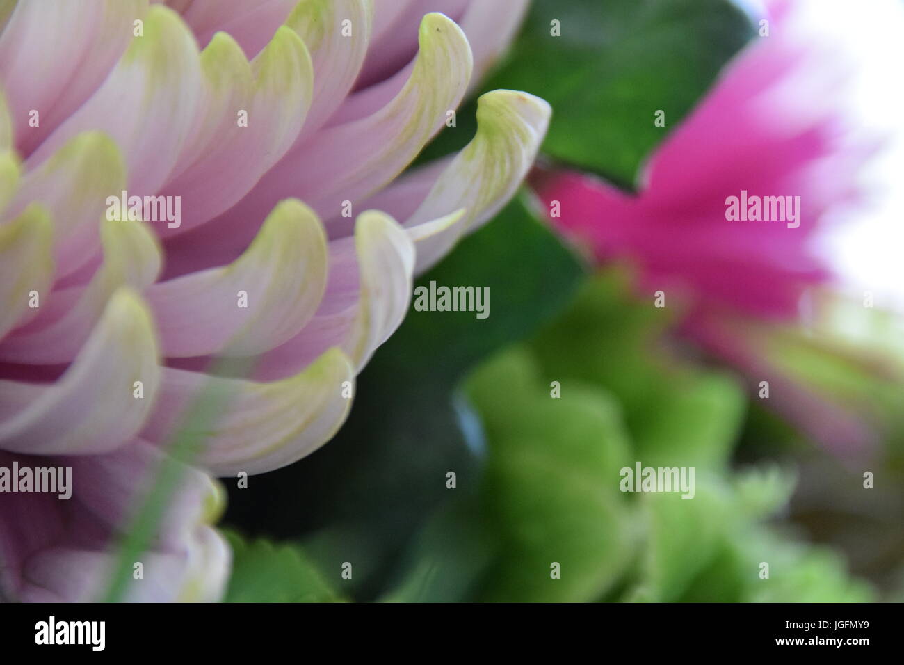 Blumenstrauß, bunch of flowers Stock Photo Alamy