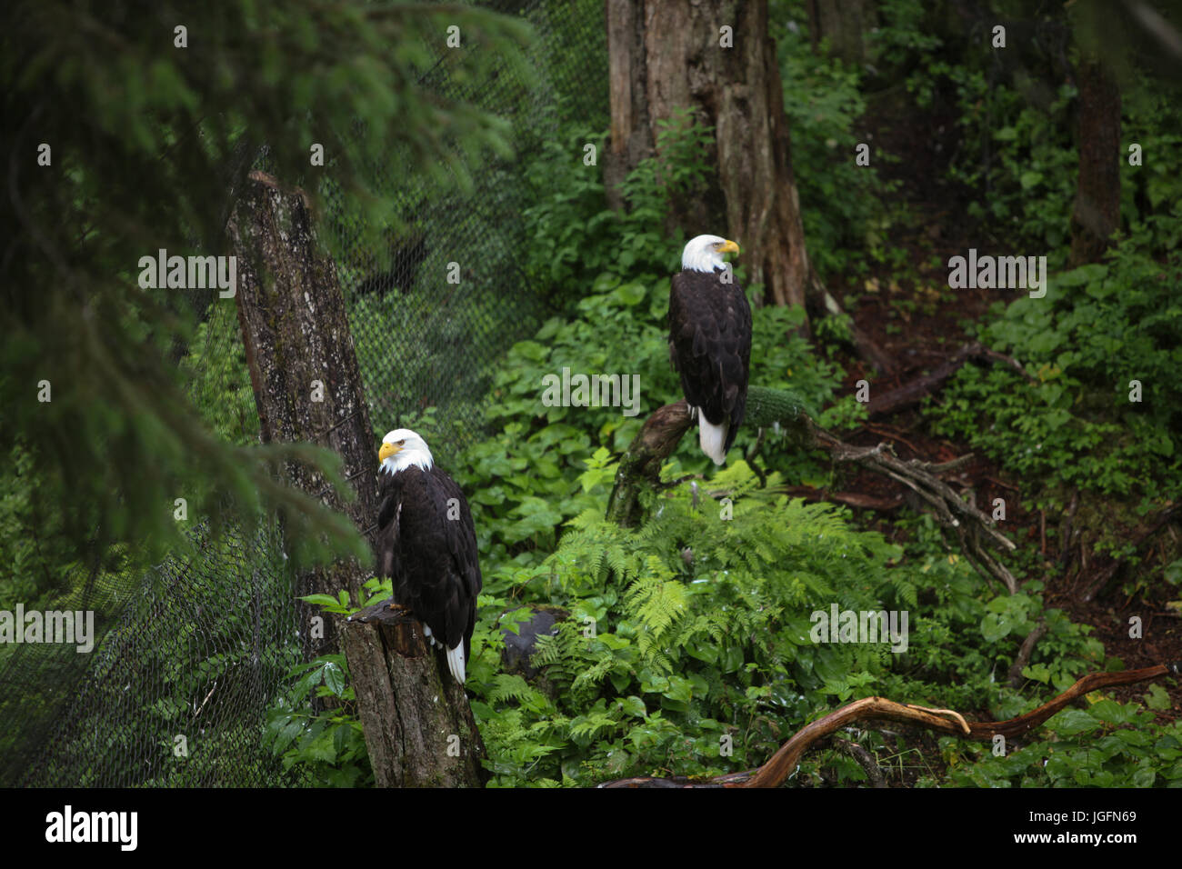At Sitka, Alaska's Raptor Center, two American bald eagles are perched on trees within dense forest. Stock Photo