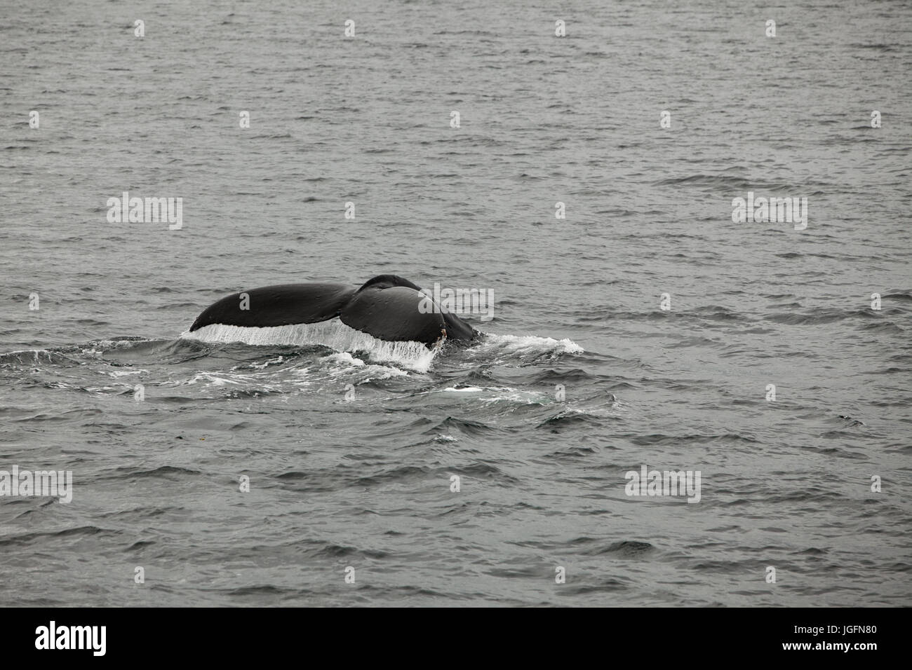 The tail fin of a humpback whale, Megaptera Novaeangliae, breaches the water. Stock Photo