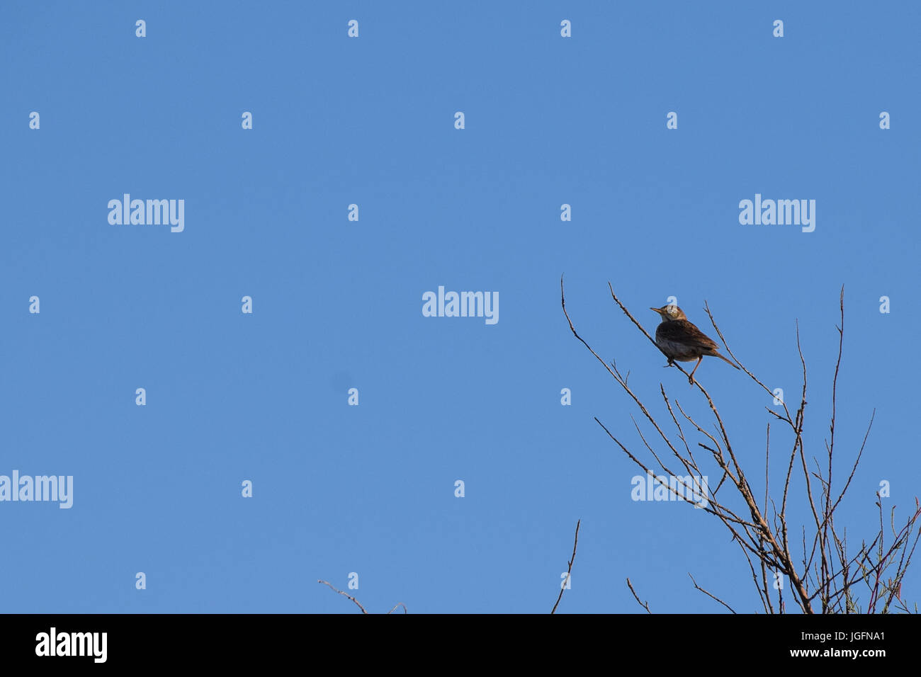 Berthelot's Pipit wild bird perched on tree branches in Porto Santo Island, Madeira, Portugal Stock Photo