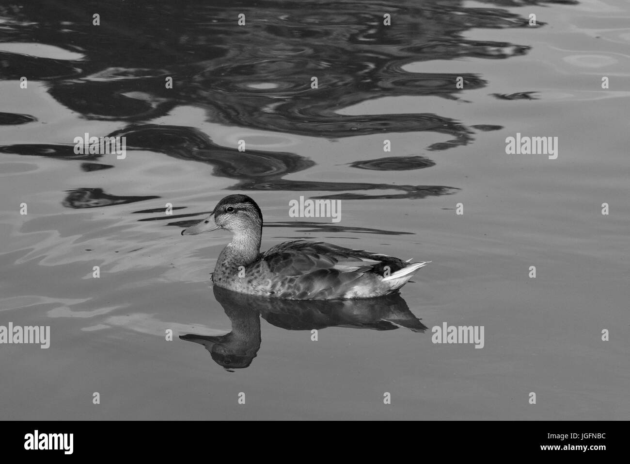 Fully grown adult sized female duckling swimming on a calm still lake at dusk in summer Stock Photo