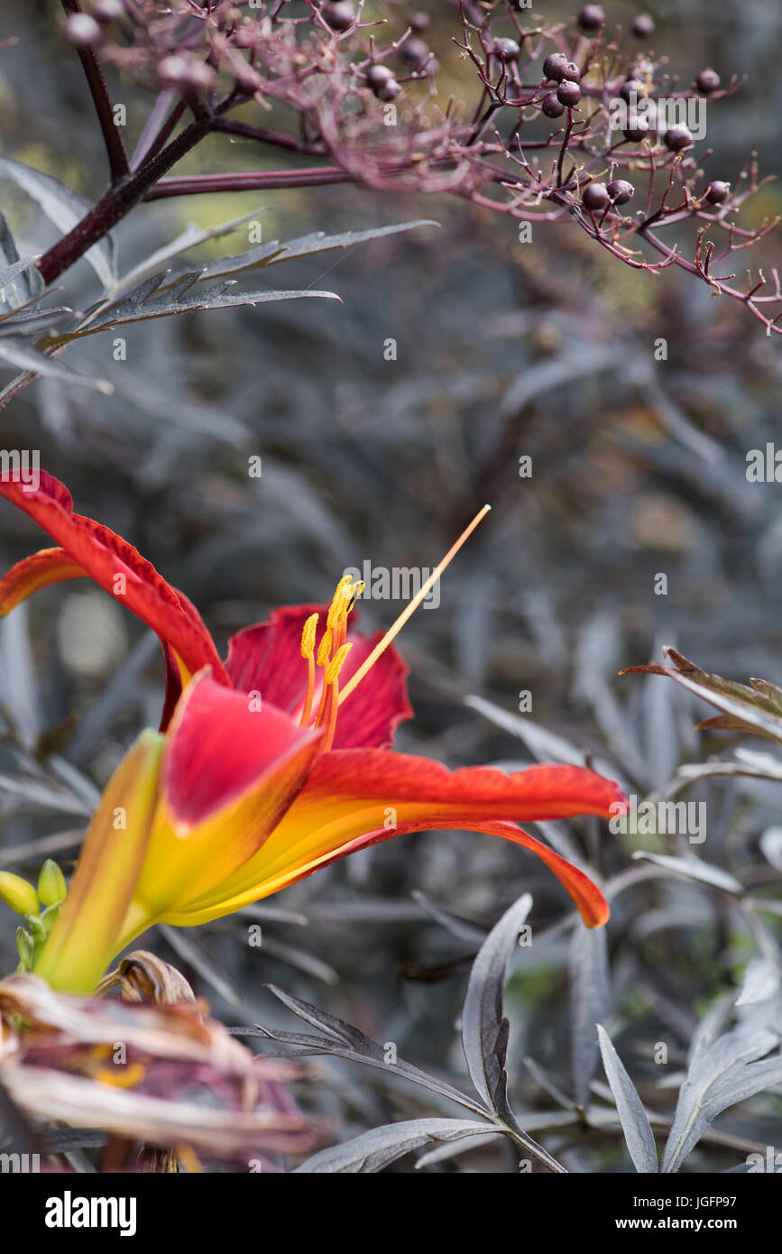Hemerocallis 'Stafford'. Daylily 'Stafford' flower amongst dark Elder foliage Stock Photo
