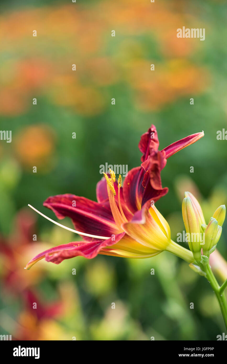 Hemerocallis 'Stafford'. Daylily 'Stafford' flower Stock Photo