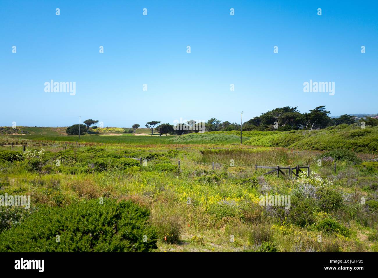 Wetlands and wildflowers at Mori Point, part of the Golden Gate National Recreation area, in Pacifica, California, June 20, 2017. Stock Photo