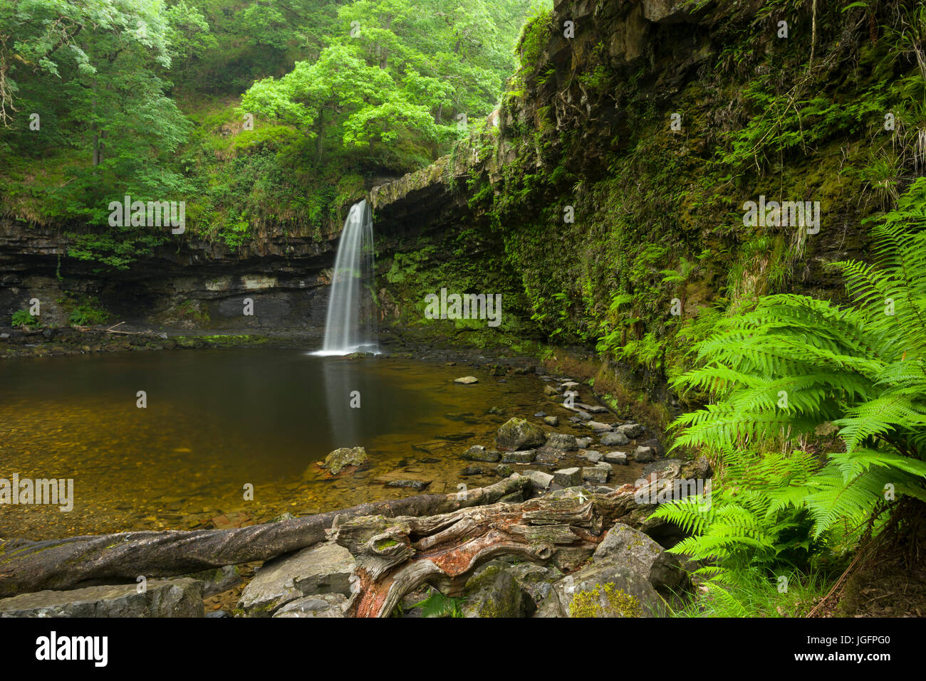 Sgwd Gwladus (Lady's Falls) waterfall on the Afon Pyrddin in the Bannau Brycheiniog (Brecon Beacons) National Park near Pontneddfechan, Powys, Wales. Stock Photo