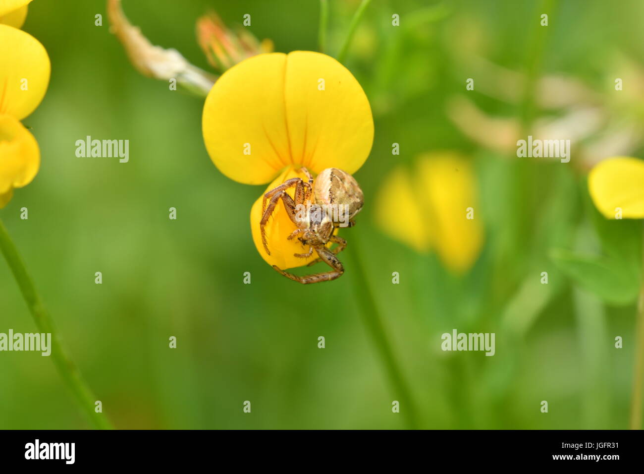 Spring Insects Spider spider insects in the spring on the meadow Stock Photo - Alamy