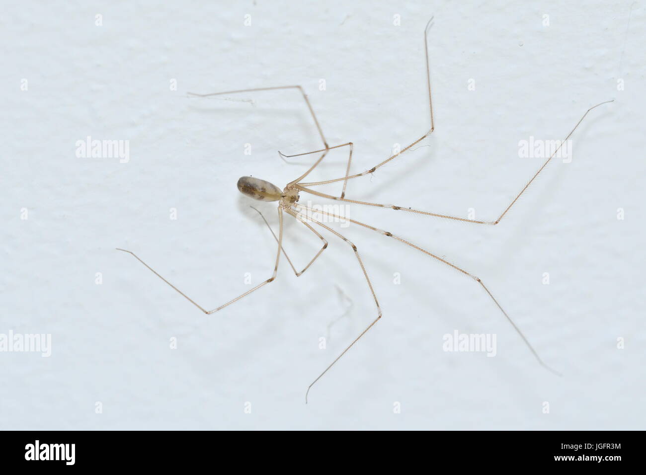 Spring Insects Spider spider insects in the spring on the meadow Stock Photo - Alamy