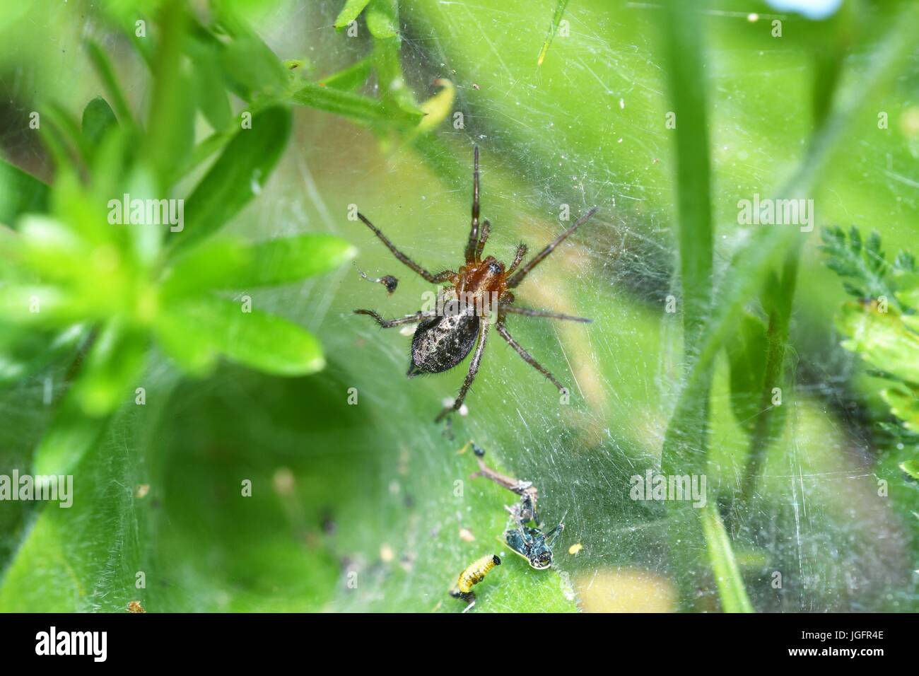 Spring Insects Spider spider insects in the spring on the meadow Stock Photo - Alamy