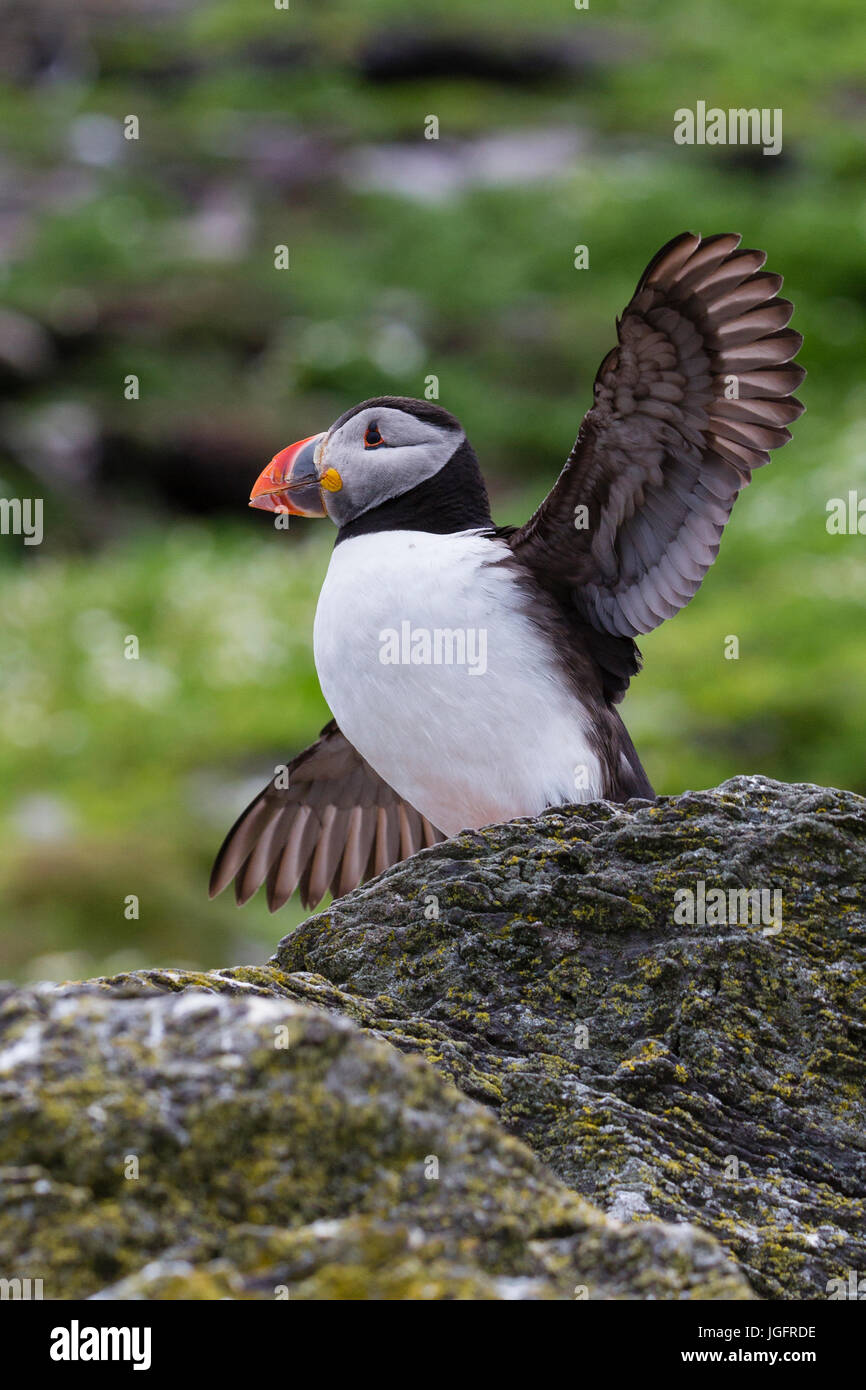 Atlantic Puffin, with wings spread Skellig Michael, County Kerry, Ireland Stock Photo