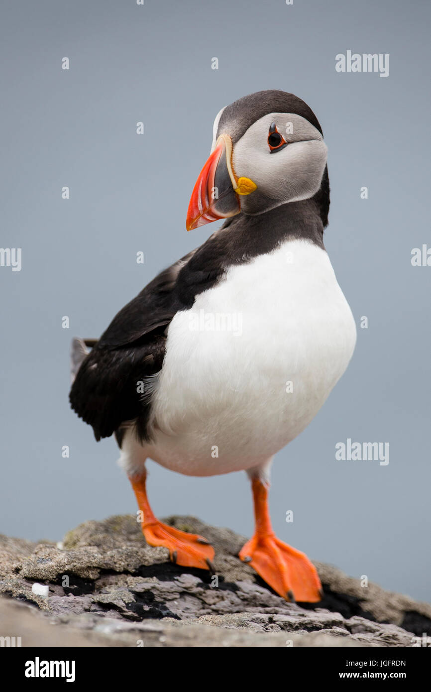 Atlantic Puffin, Skellig Michael, County Kerry, Ireland Stock Photo