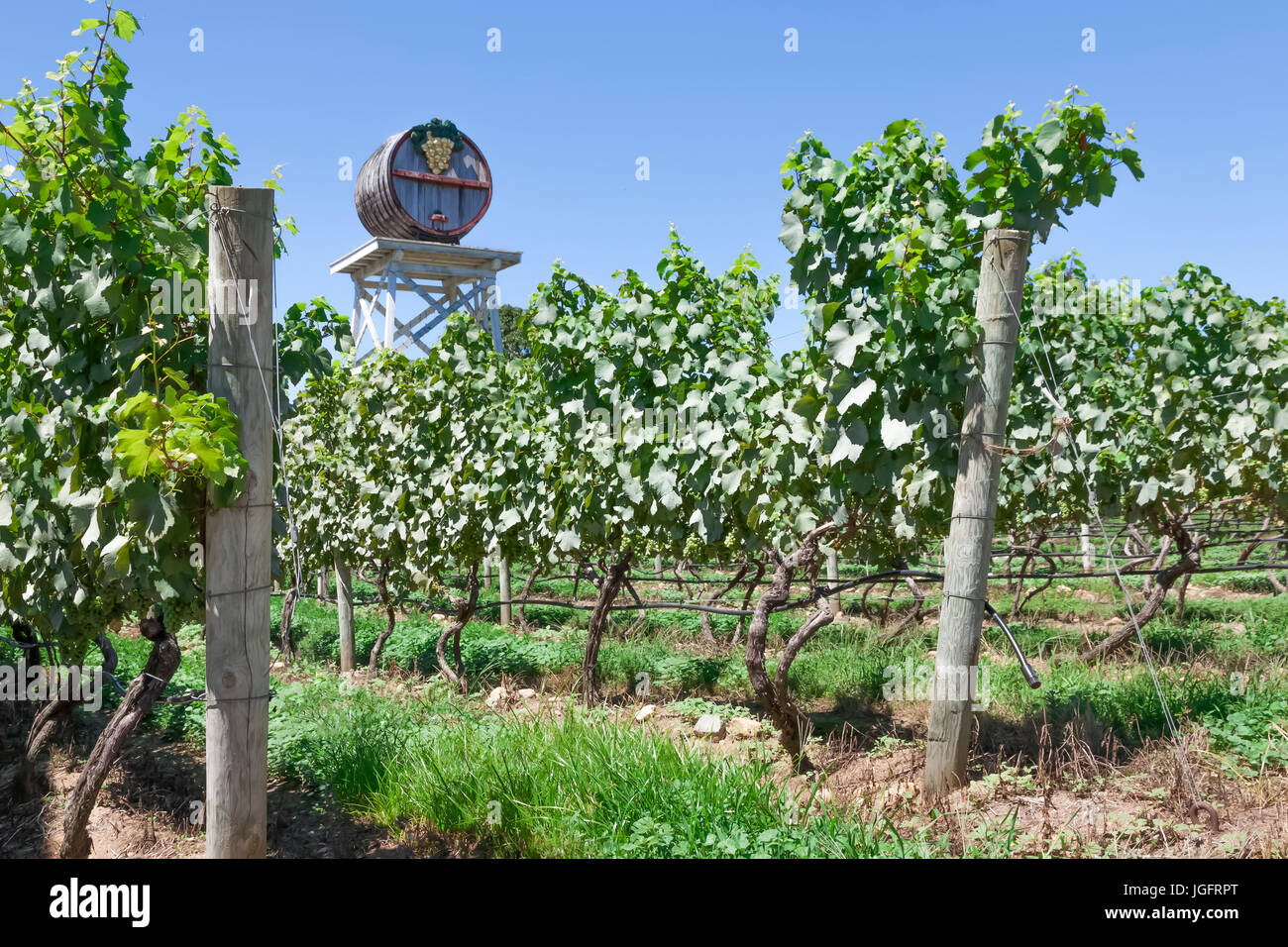 Truro Vineyards in Cape Cod, Massachusetts, United States. Stock Photo