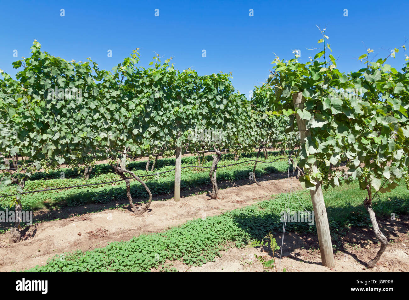 Truro Vineyards in Cape Cod, Massachusetts, United States. Stock Photo
