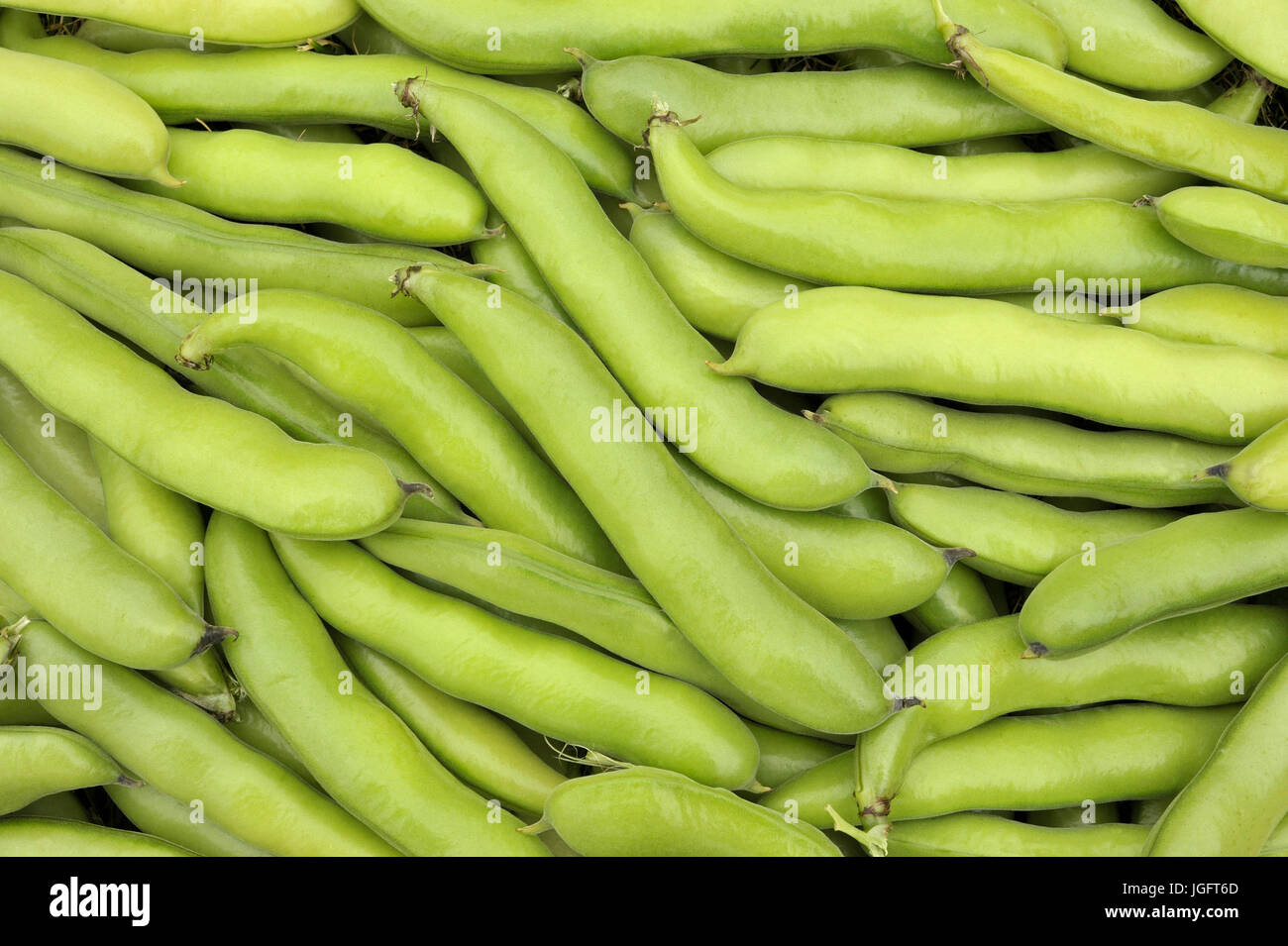 Harvest of freshly picked broad beans in their pods, variety Witkiem
