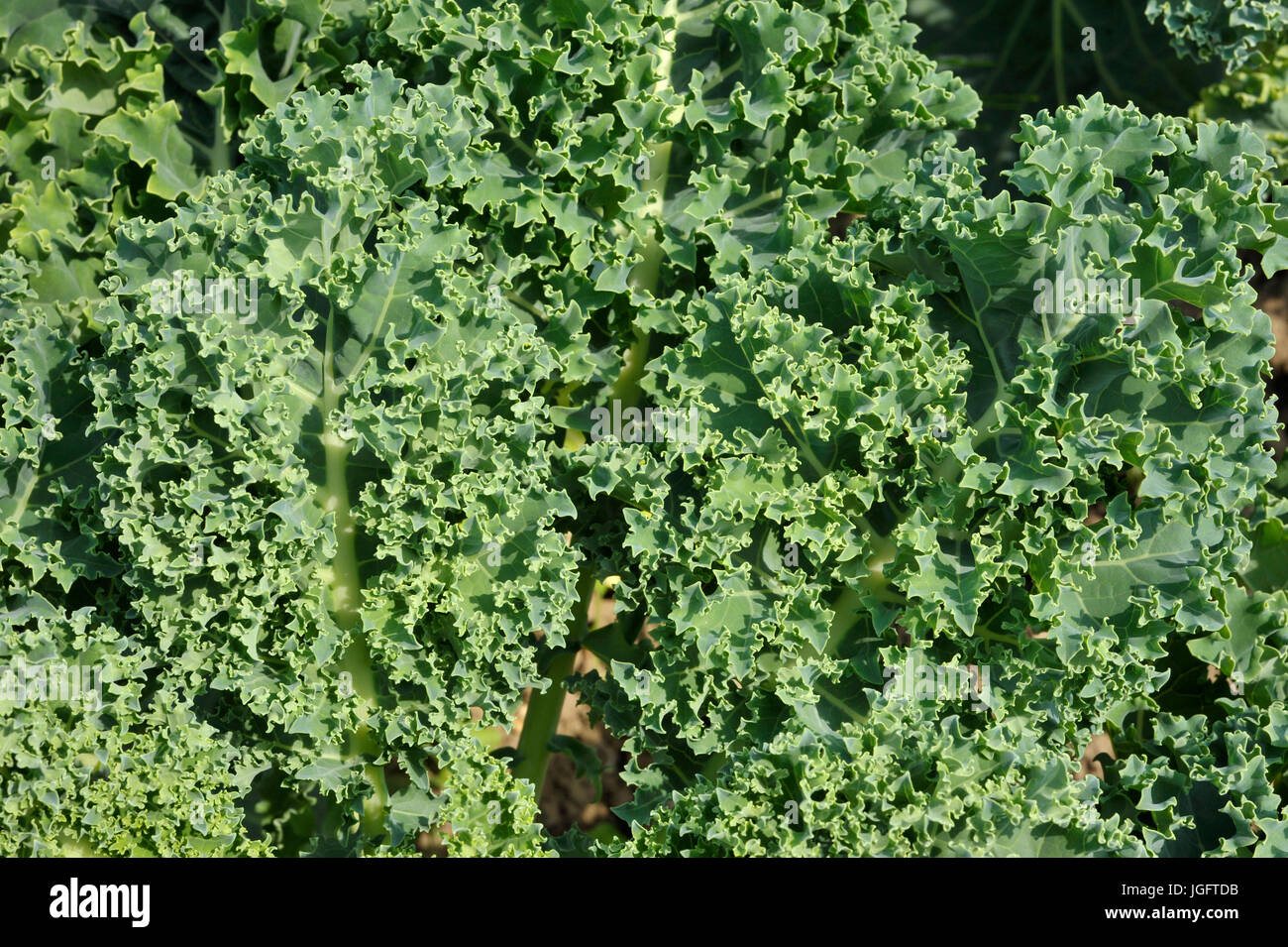 Curly Kale a crinkly cabbage, loose leaves form a rosette as the plants grow and and is often called a superfood. Stock Photo