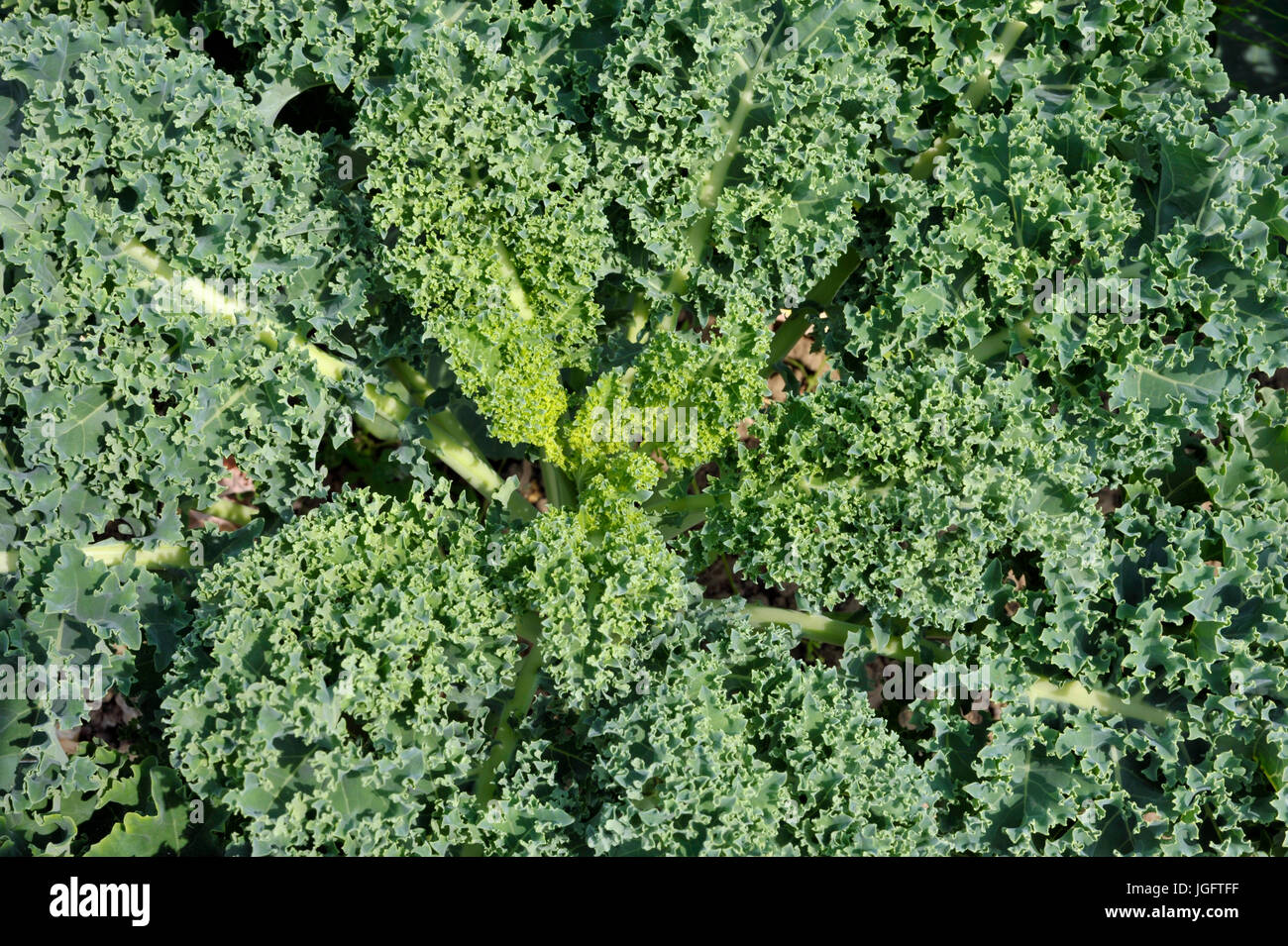 Curly Kale a crinkly cabbage, loose leaves form a rosette as the plants