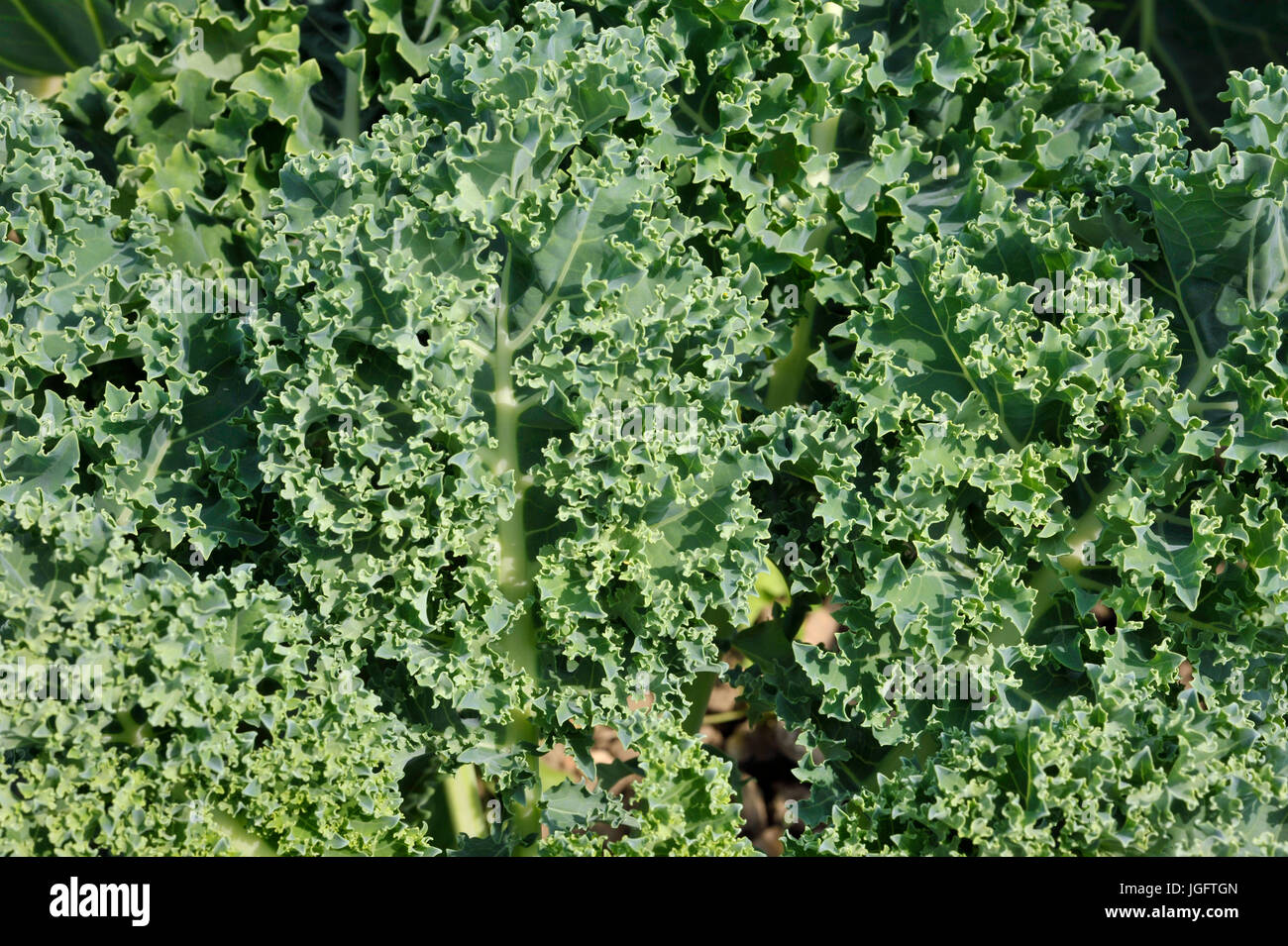 Curly Kale a crinkly cabbage, loose leaves form a rosette as the plants grow and and is often called a superfood. Stock Photo