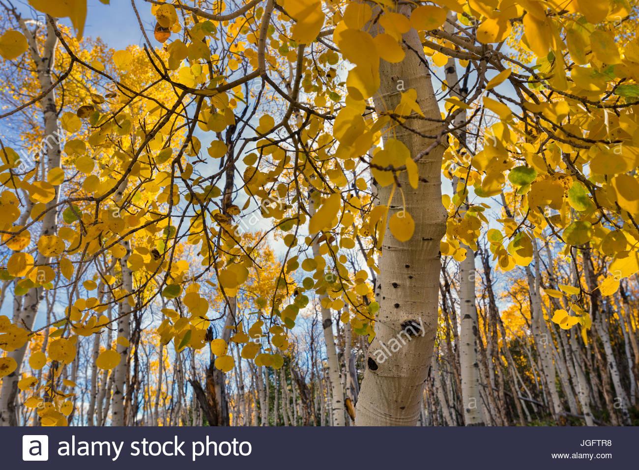 Quaking Aspen Stock Photos & Quaking Aspen Stock Images Alamy
