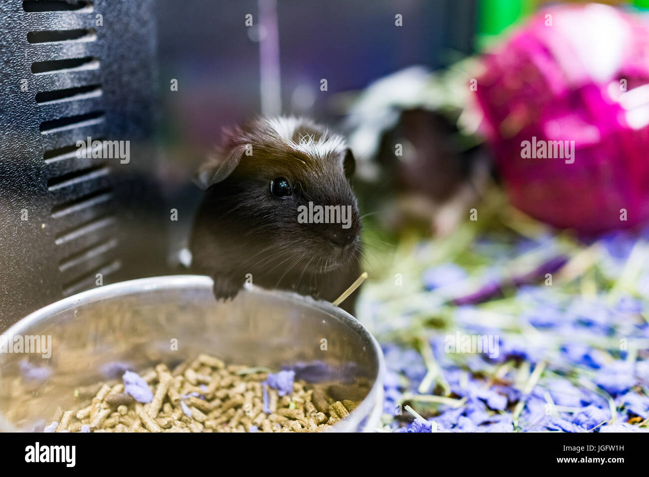 Image showcasing Closeup of cute black and white guinea pig with whiskers eating from ...