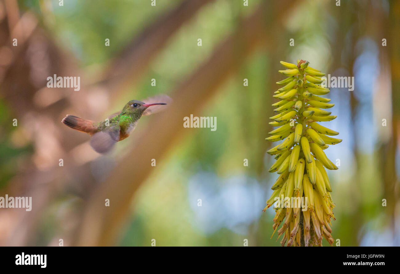 Hummingbird In Flight Stock Photo - Alamy