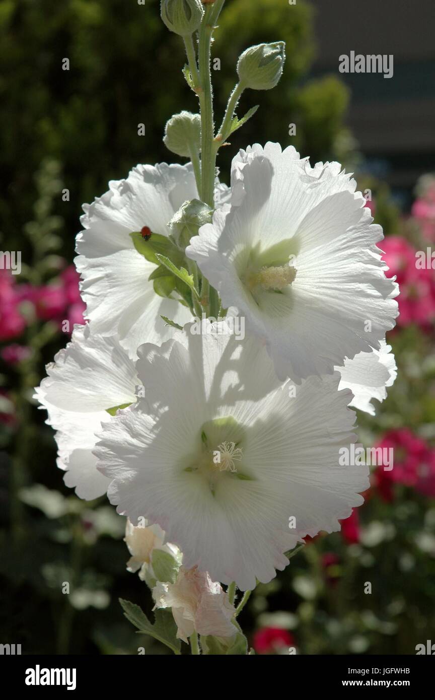 White Hollyhocks High Resolution Stock Photography and Images - Alamy