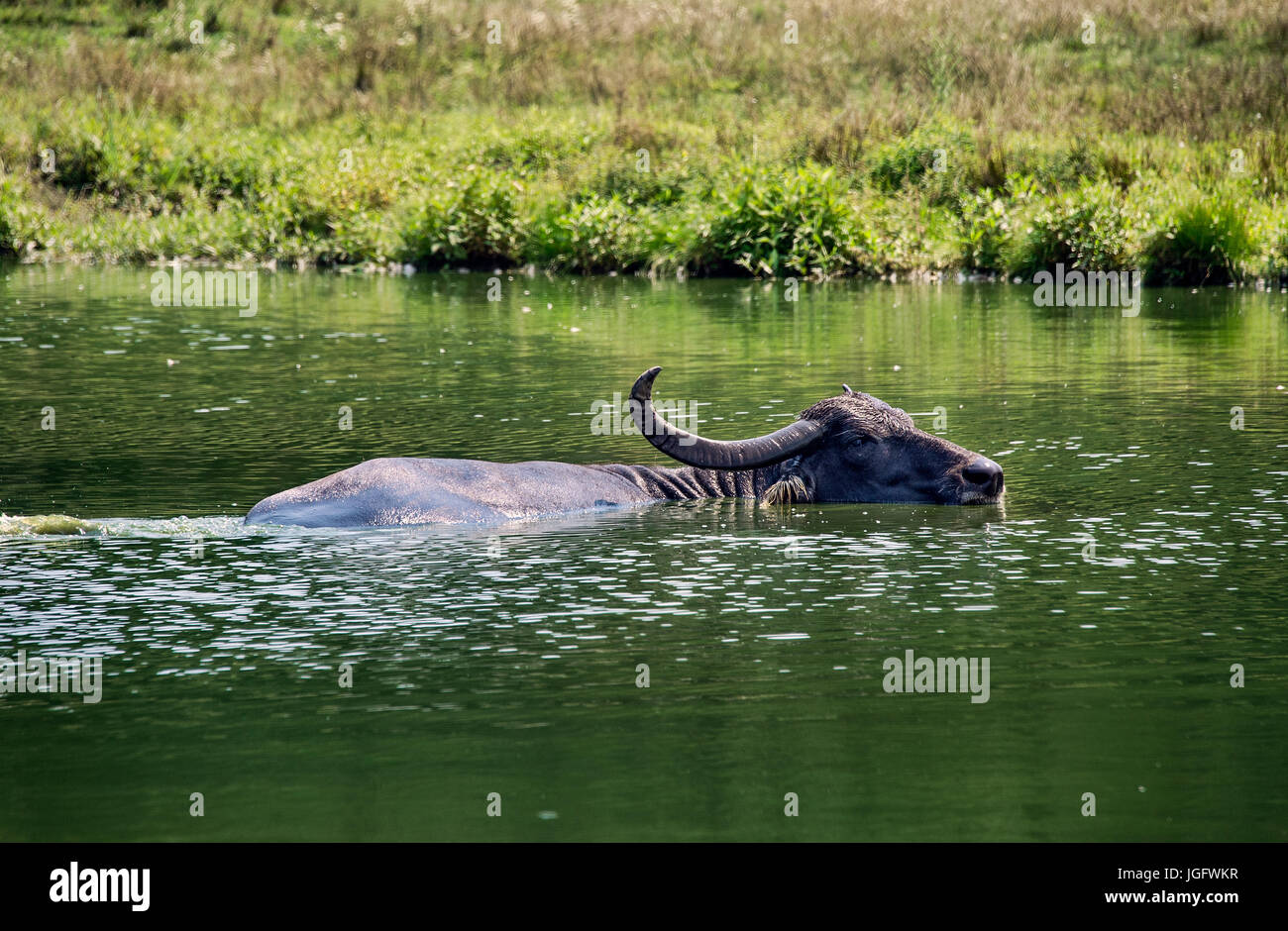 African Water buffalo. Stock Photo