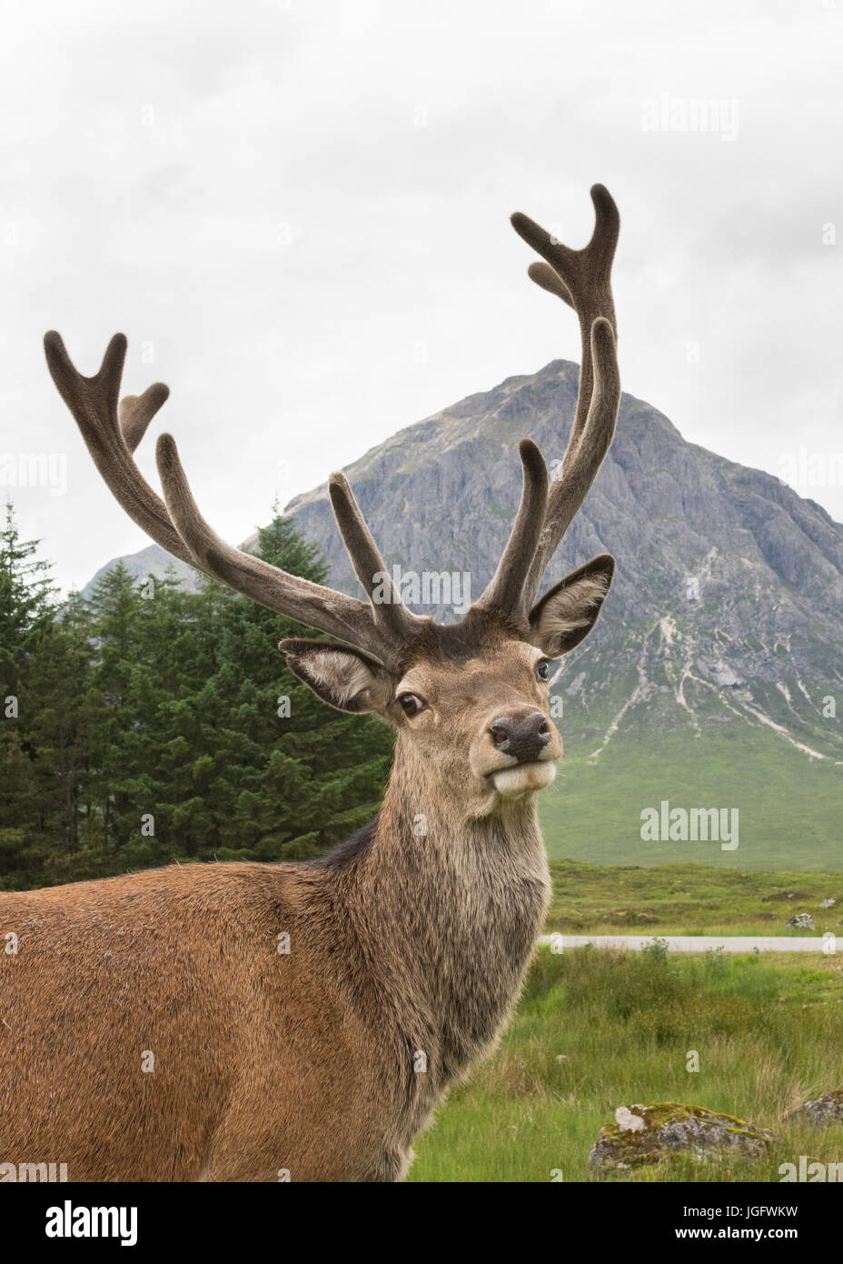 Red deer stag and Buachaille Etive Mor, Glencoe, Scotland, UK Stock Photo