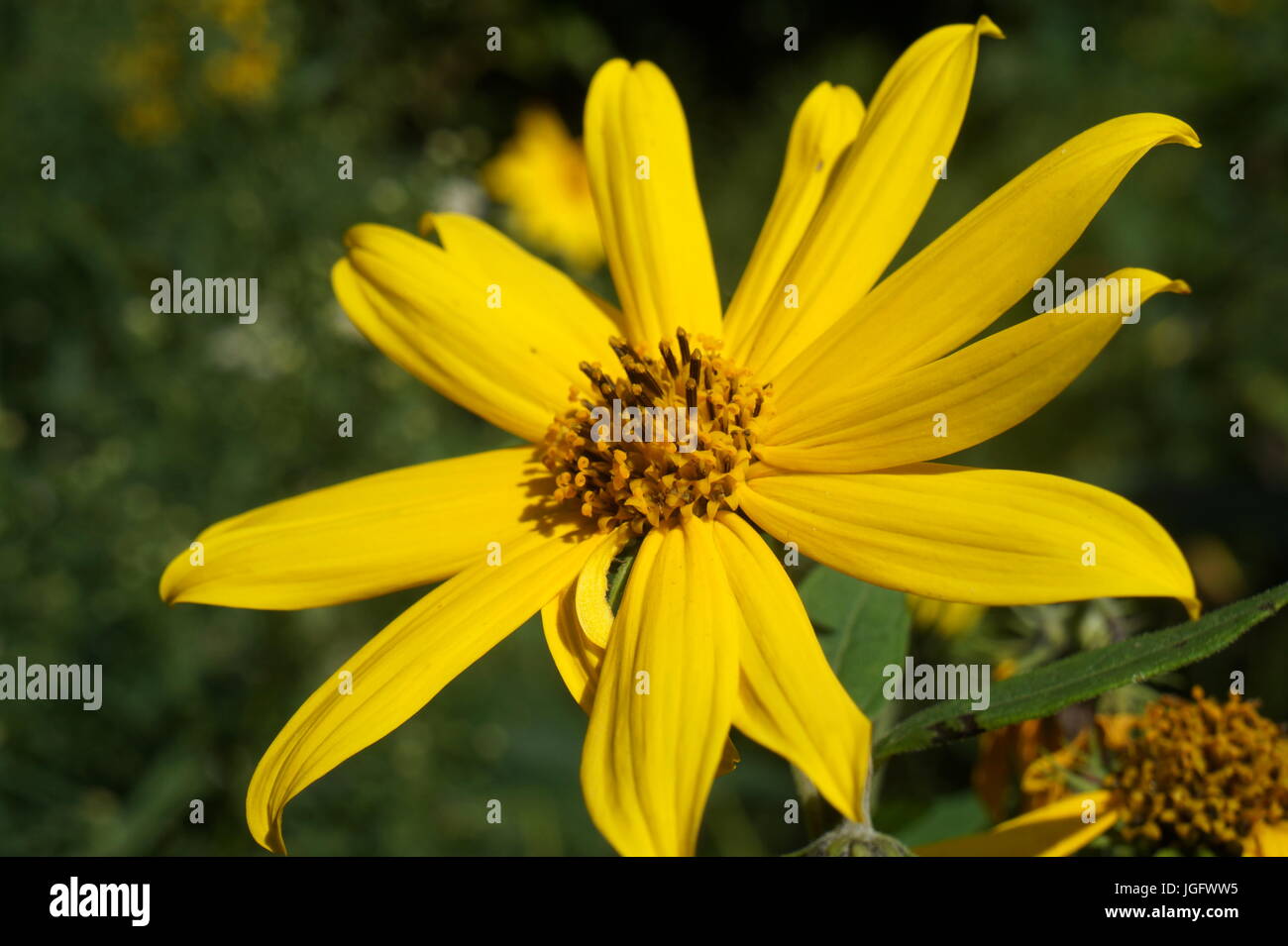 Yellow flowers long stem hires stock photography and images Alamy