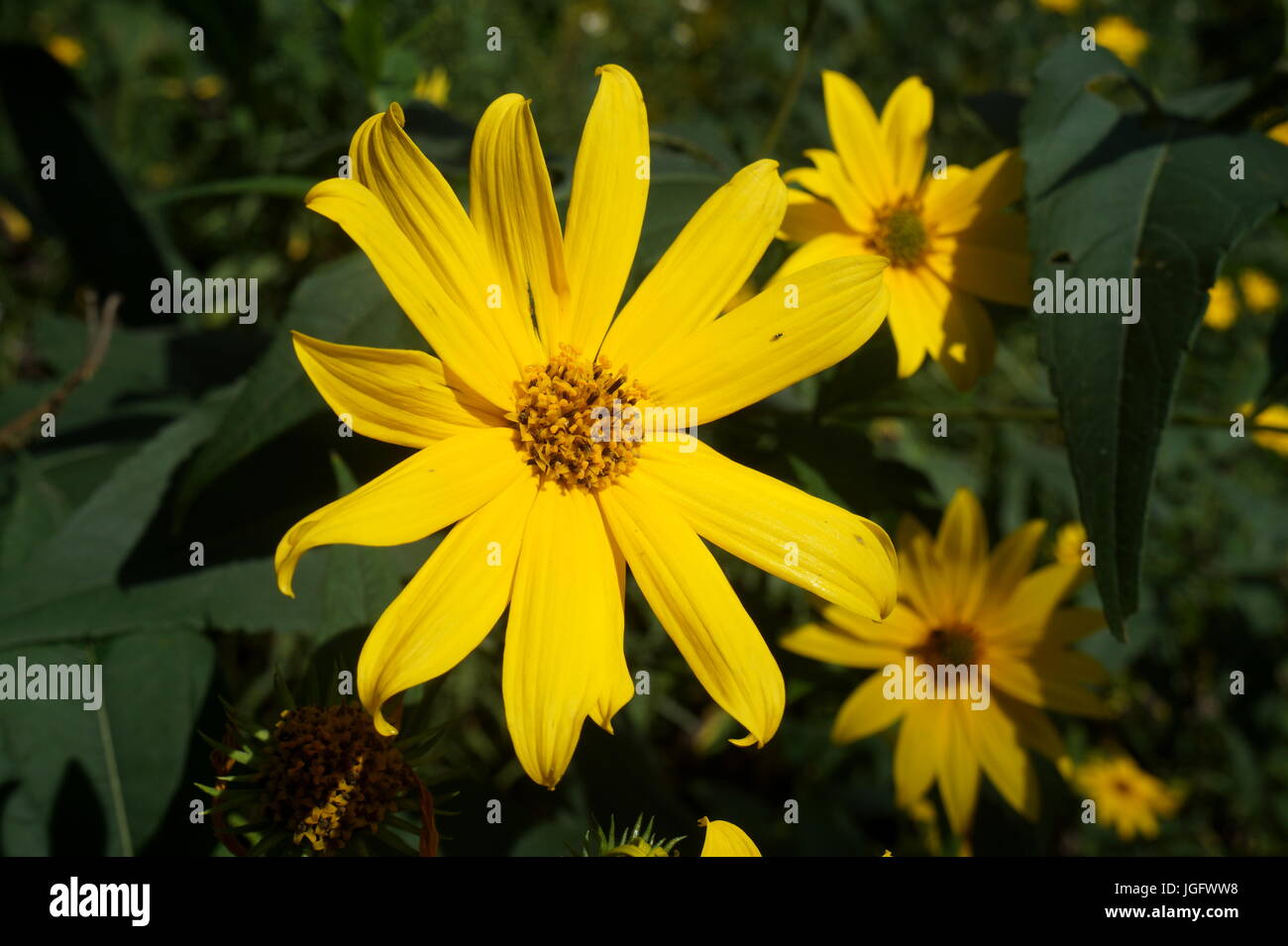 Yellow flowers long stem hires stock photography and images Alamy