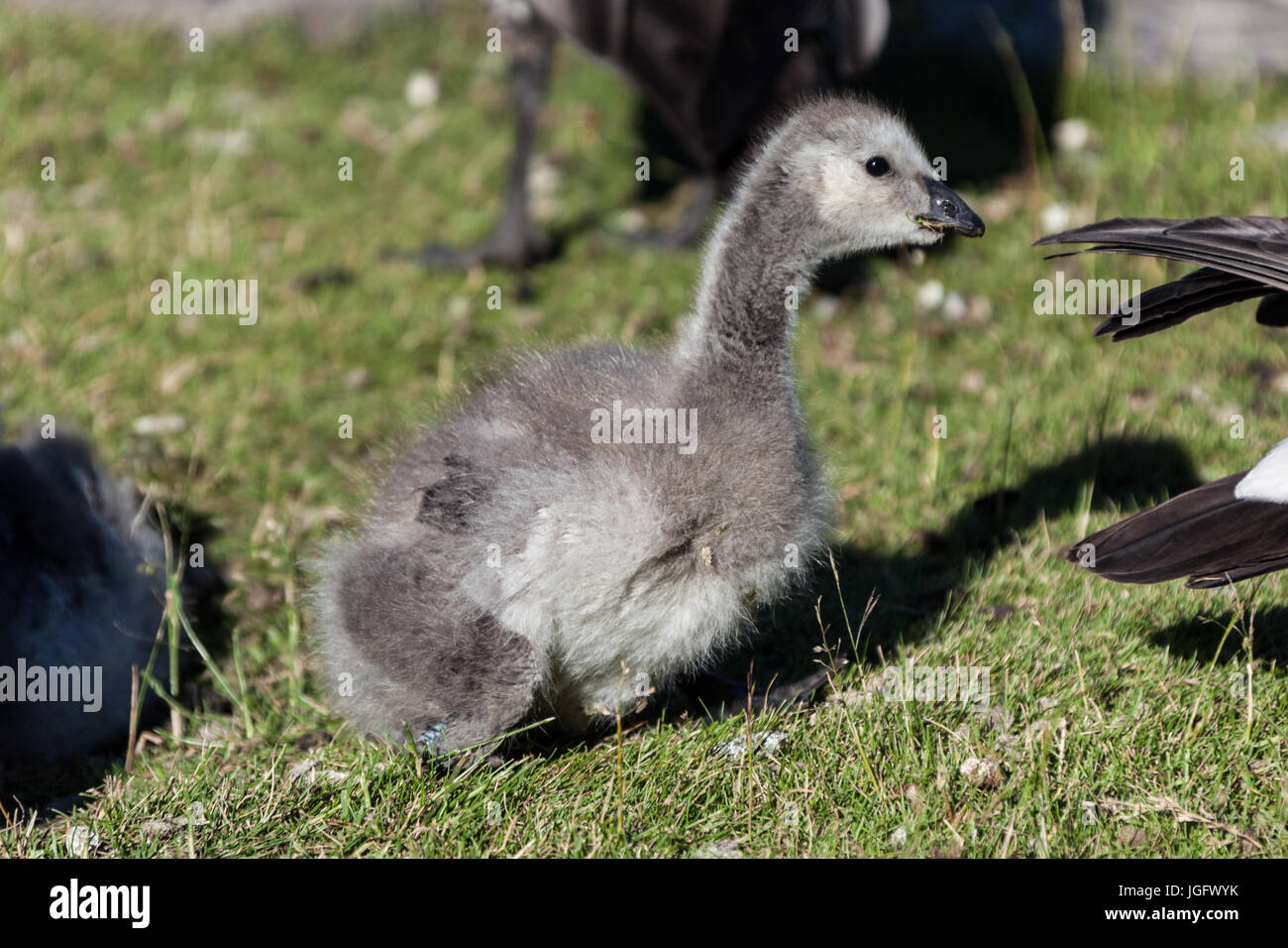 Fortress, world heritage, haven, Helsinki at blue sky, goose, baby, animal Stock Photo