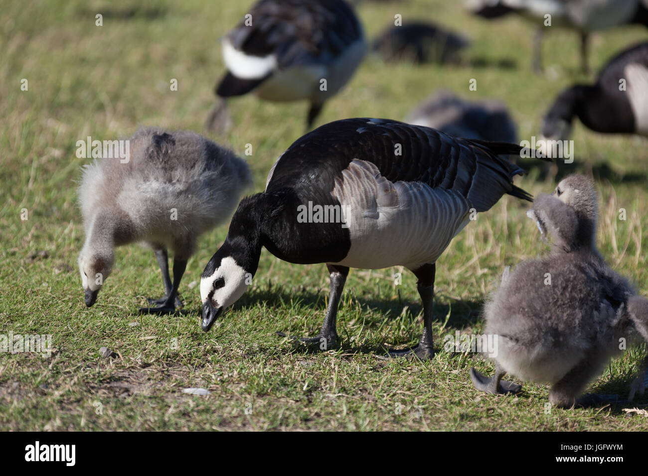 Fortress, world heritage, haven, Helsinki at blue sky, goose, baby, animal Stock Photo