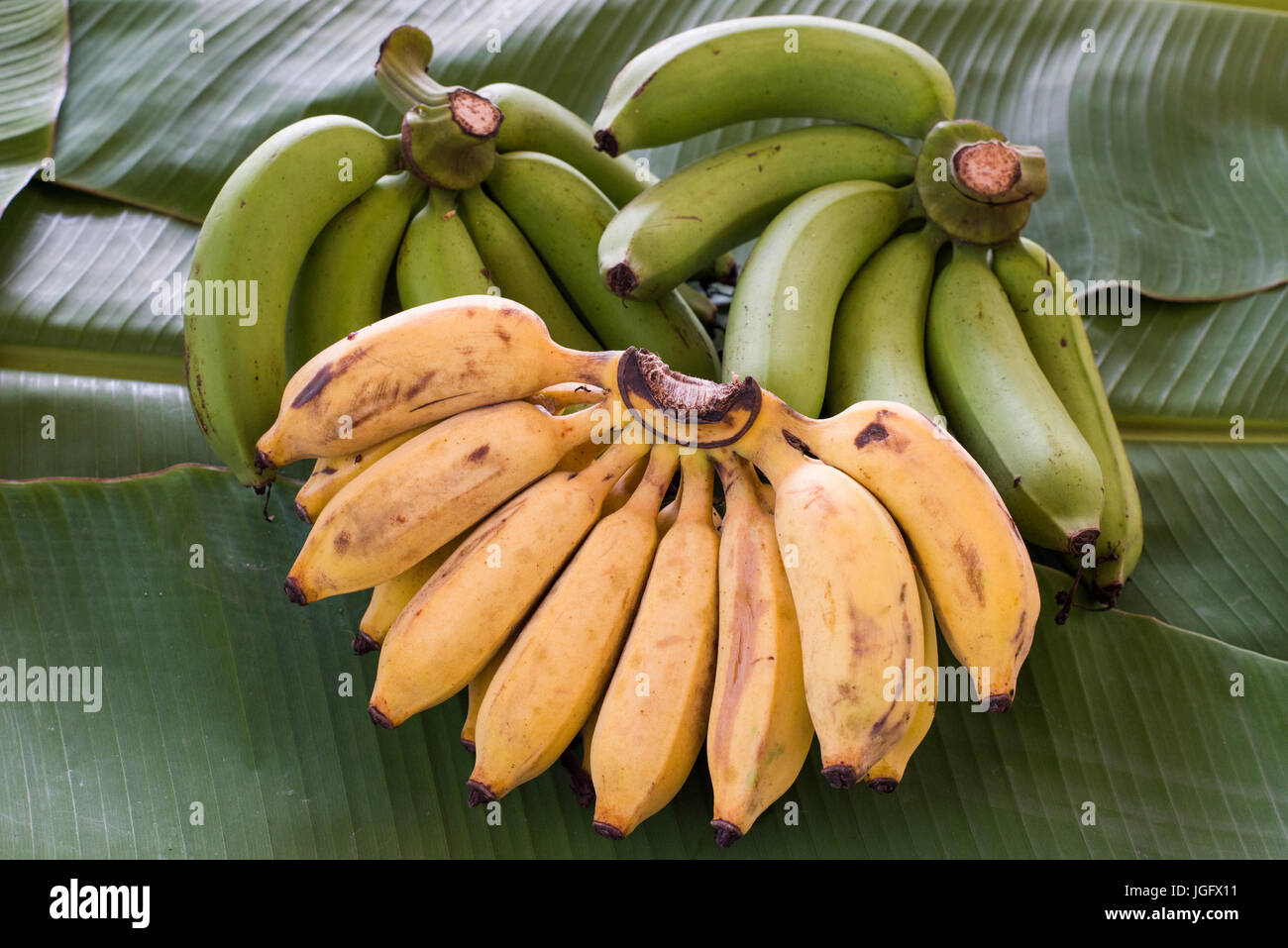 Green and yellow Bananas Stock Photo Alamy