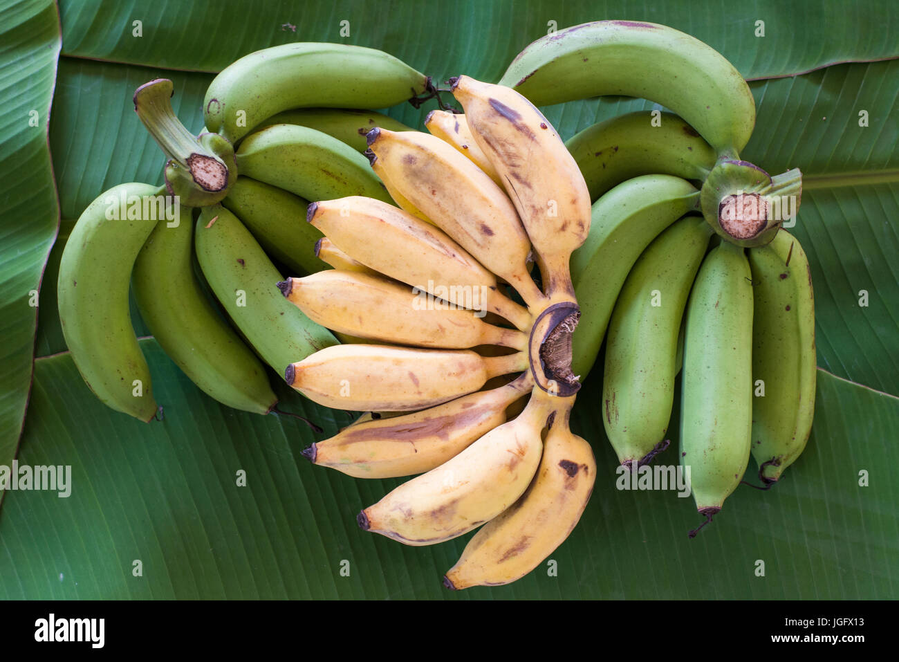 How to grow bananas at home hires stock photography and images Alamy