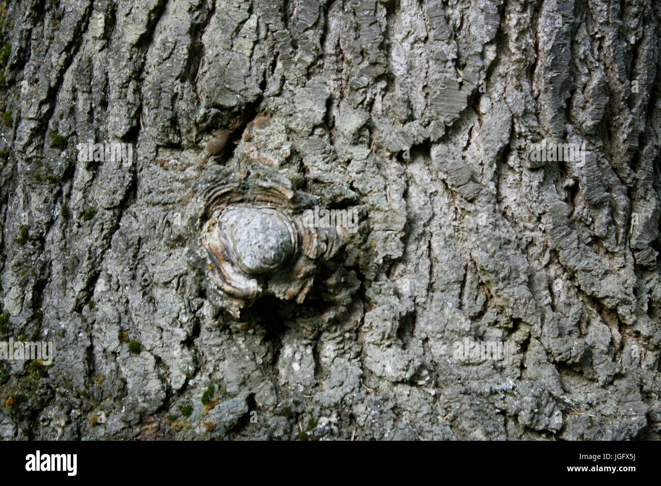Tree Nobs Tree knob hi-res stock photography and images - Alamy