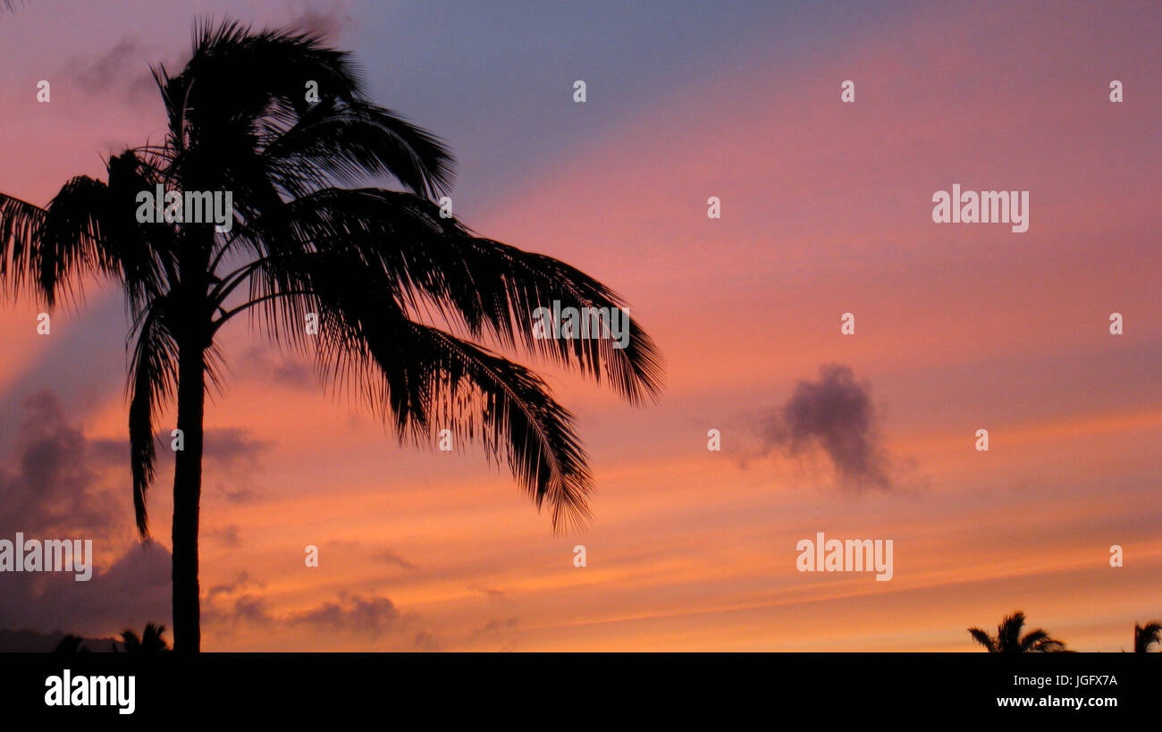 Sunrise rainbow palm tree hi-res stock photography and images - Alamy