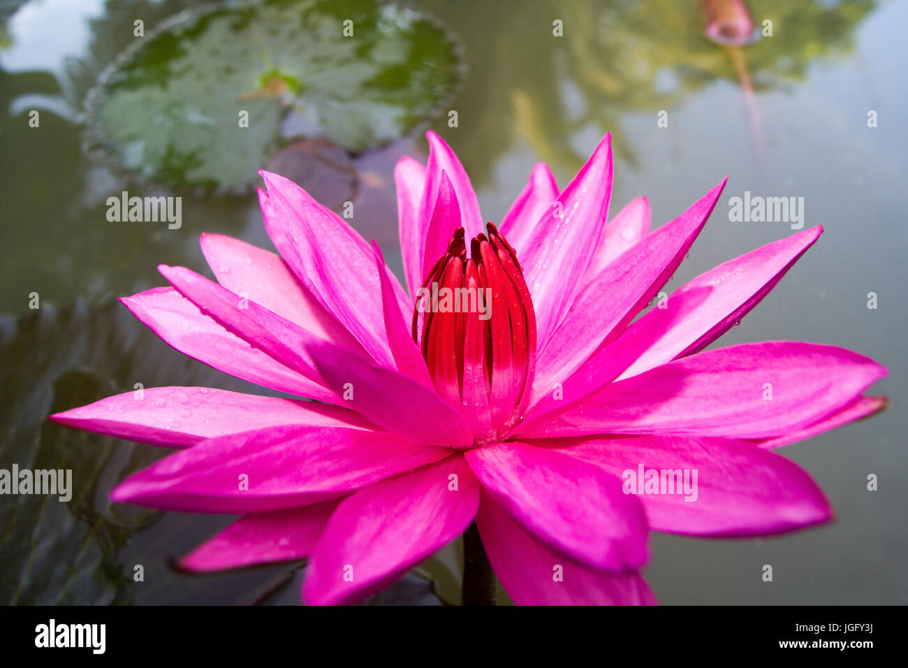 Red lotus in the water Stock Photo