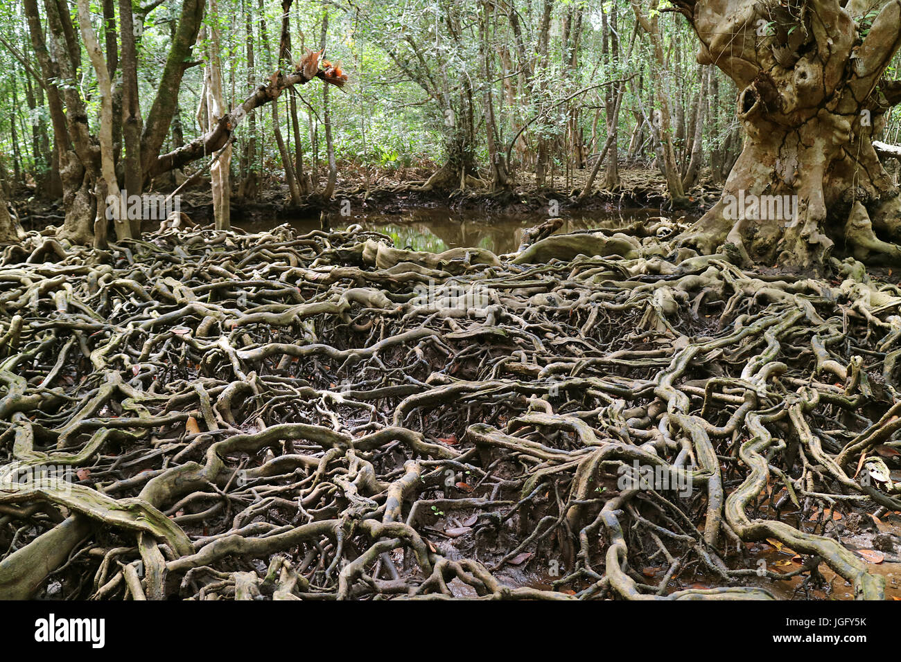 Amazing tree roots spread throughout the mangrove forest, Trat Province of Thailand Stock Photo