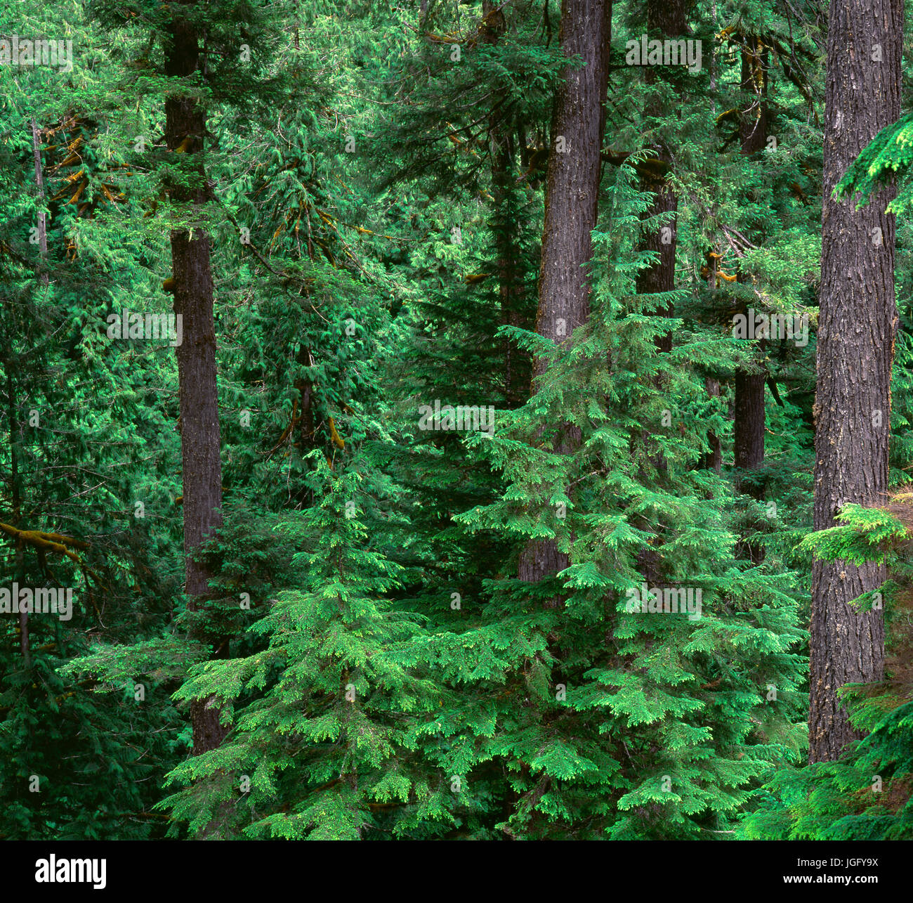 USA, Oregon, Willamette National Forest, Middle Santiam Wilderness, Old-growth forest with large Douglas fir and western hemlock trees. Stock Photo