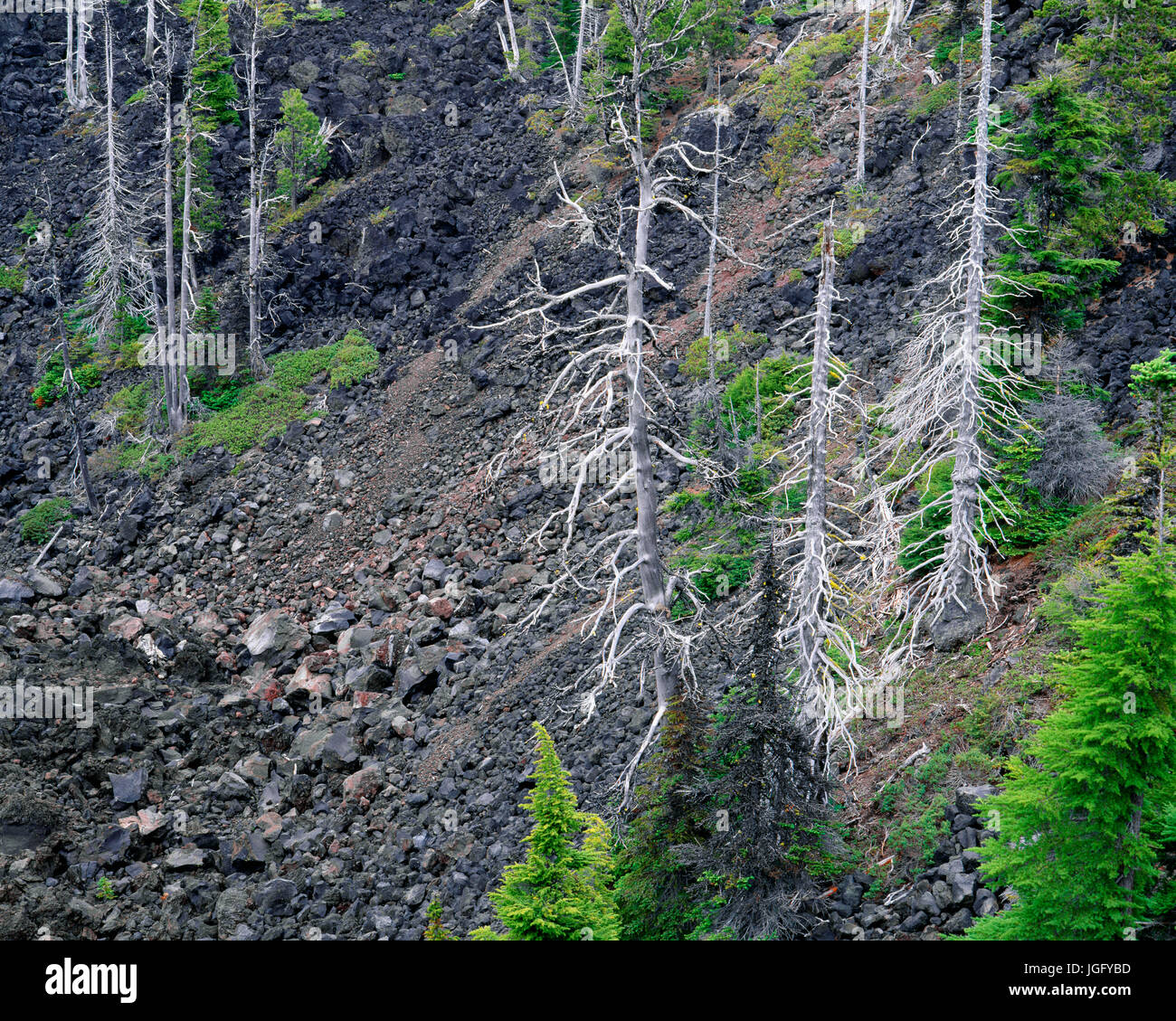 USA, Oregon, Deschutes National Forest, Scattered living mountain hemlocks grow on minimal soil in old lava flow alongside large standing dead trees - Stock Photo