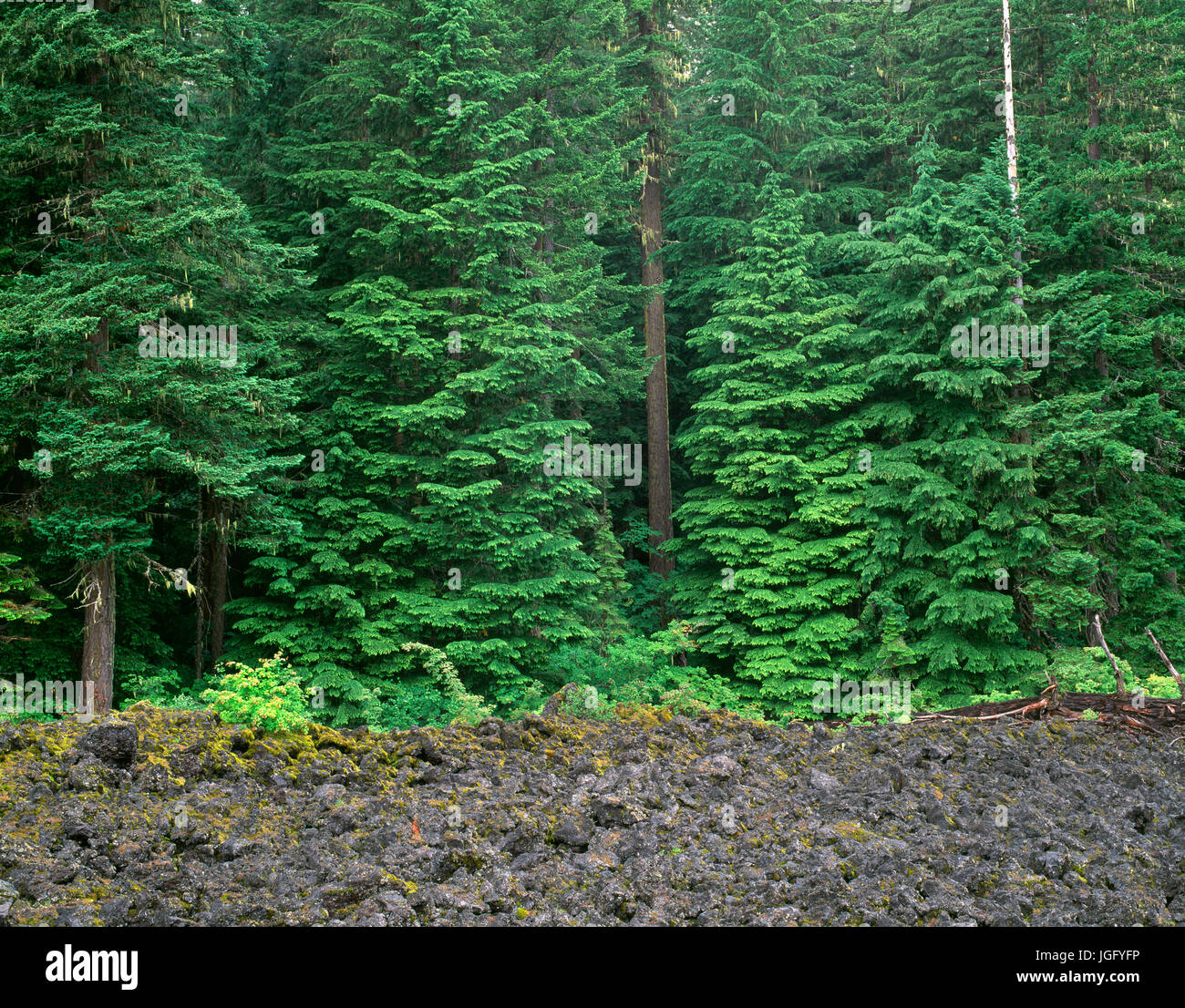 USA, Oregon, Willamette National Forest, Douglas fir and western hemlock trees grow alongside margin of old lava flow. Stock Photo