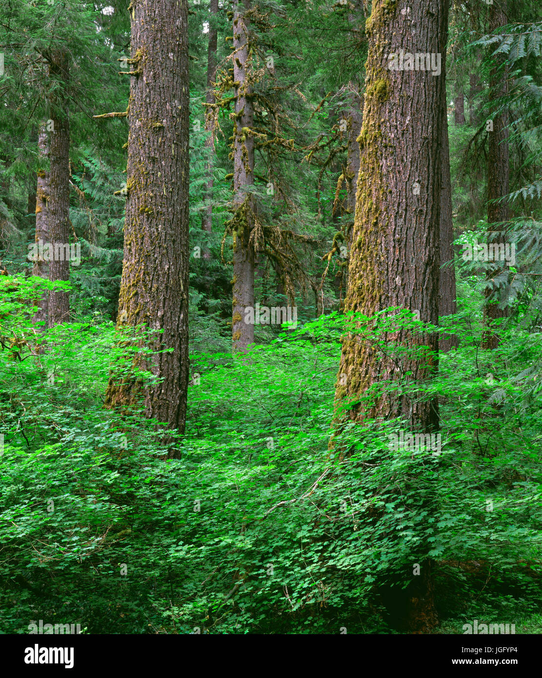 USA, Oregon, Willamette National Forest, Springtime in old growth forest of Douglas fir and western hemlock with vine maple in the understory Stock Photo