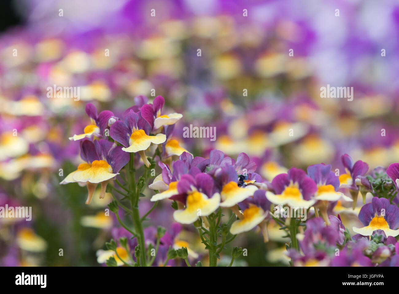 Nemesia x hybrida. Nemesia 'Aroma Rhubarb & Custard' flowers. Aroma Series Stock Photo