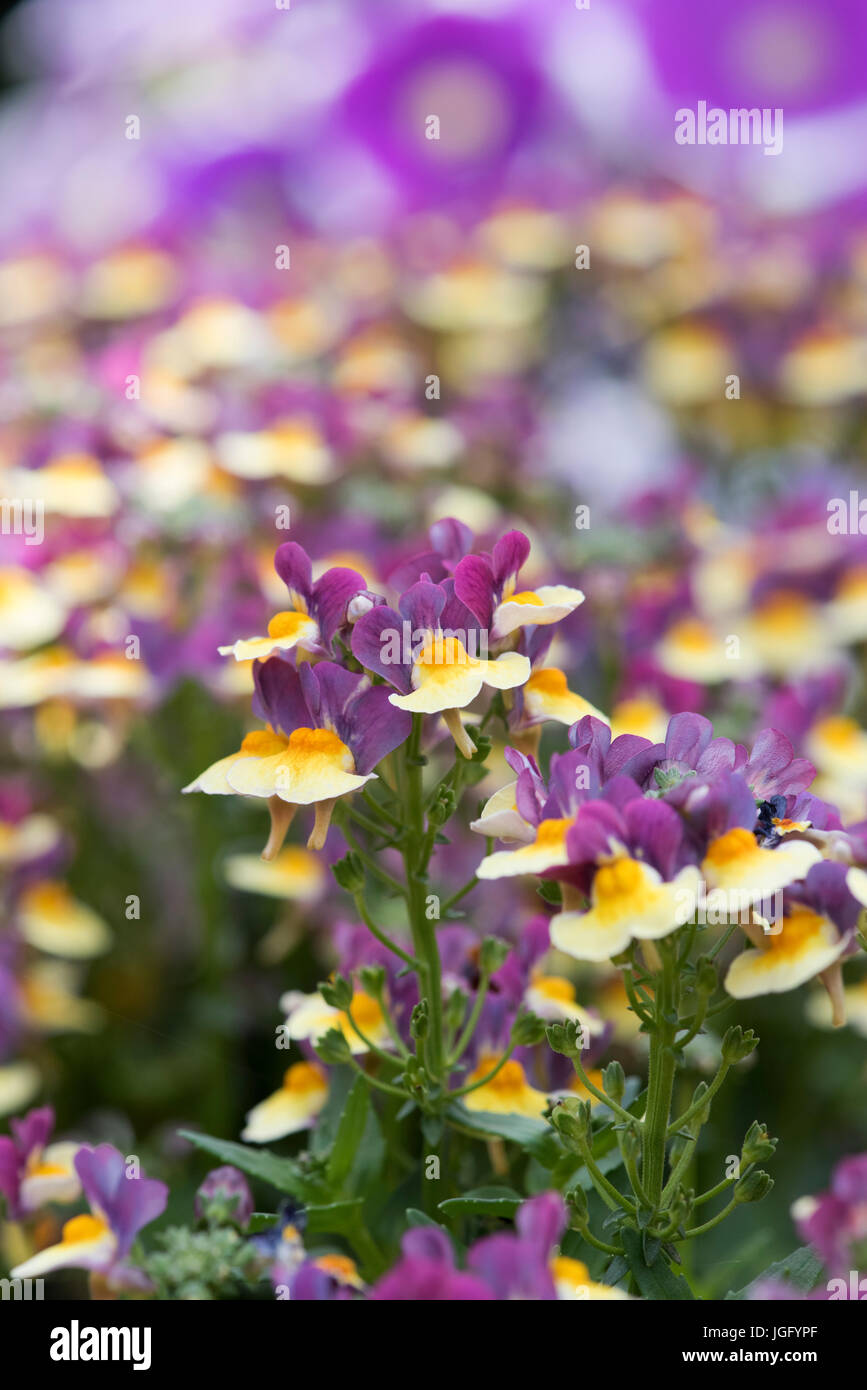 Nemesia x hybrida. Nemesia 'Aroma Rhubarb & Custard' flowers. Aroma