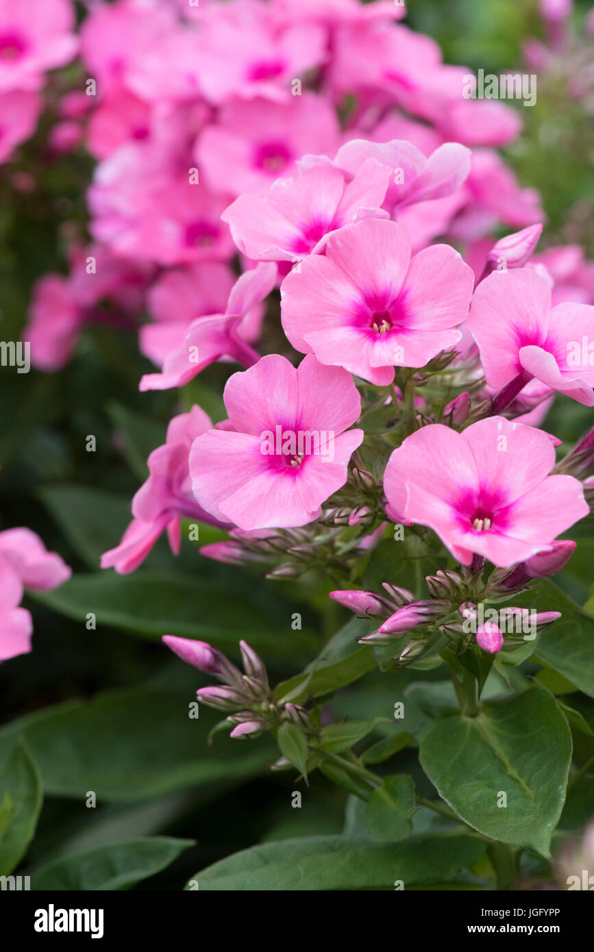 Phlox paniculata 'Bareleven'. Phlox Light Pink Flame flowers Stock Photo