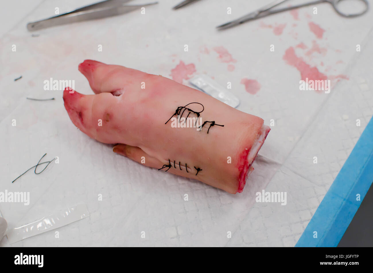 Sutures on a pig foot done by pre-med students for practice. Stock Photo
