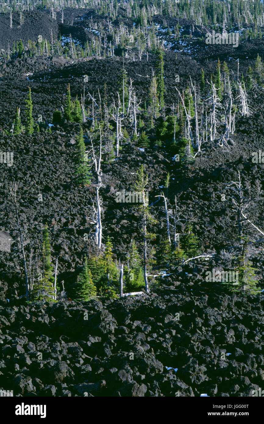 USA, Oregon, Deschutes National Forest, Scattered living mountain hemlocks grow on minimal soil in old lava flow alongside large standing dead trees - Stock Photo