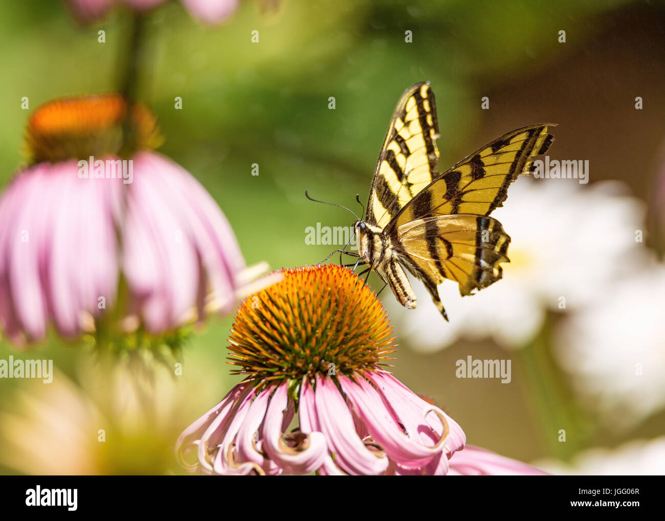 A yellow and black monarch butterfly drinks nectar from a flower Stock ...