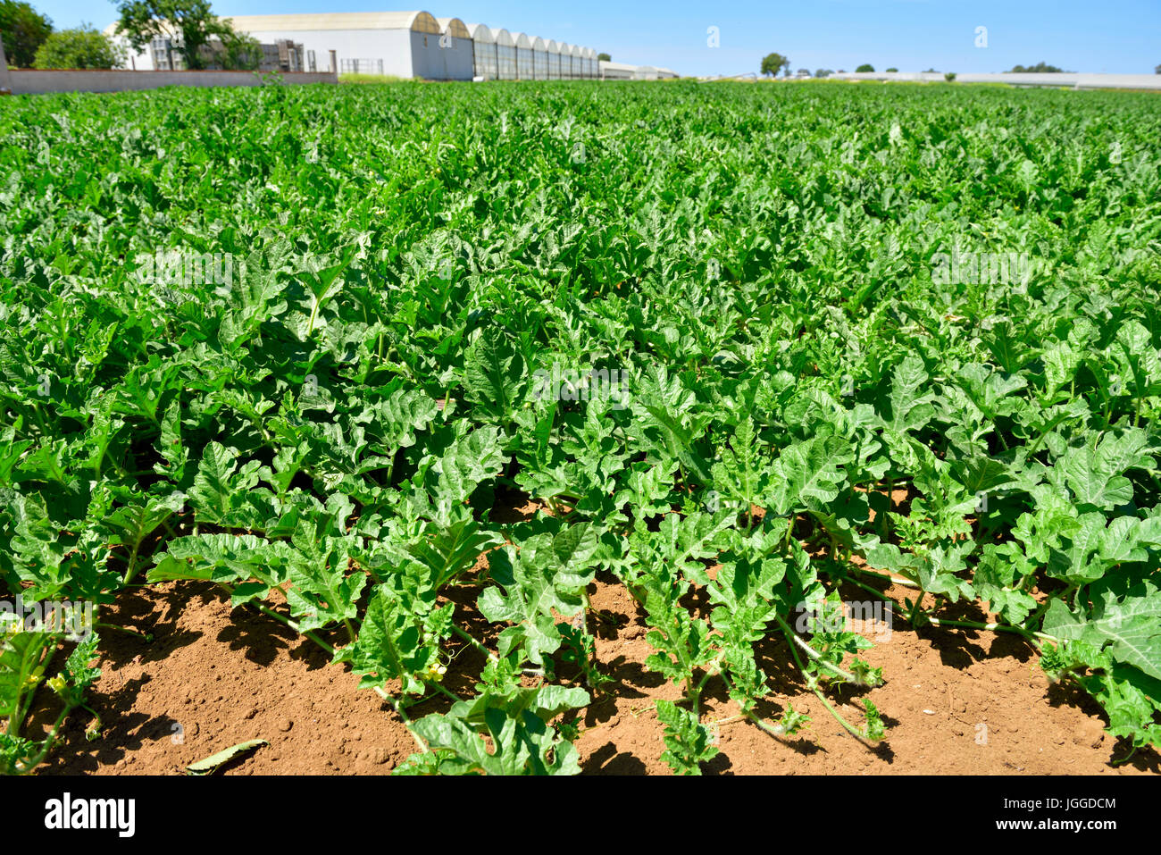 Young watermelon plants in field of commercial grower with greenhouses beyond, Province of Latina, Italy Stock Photo