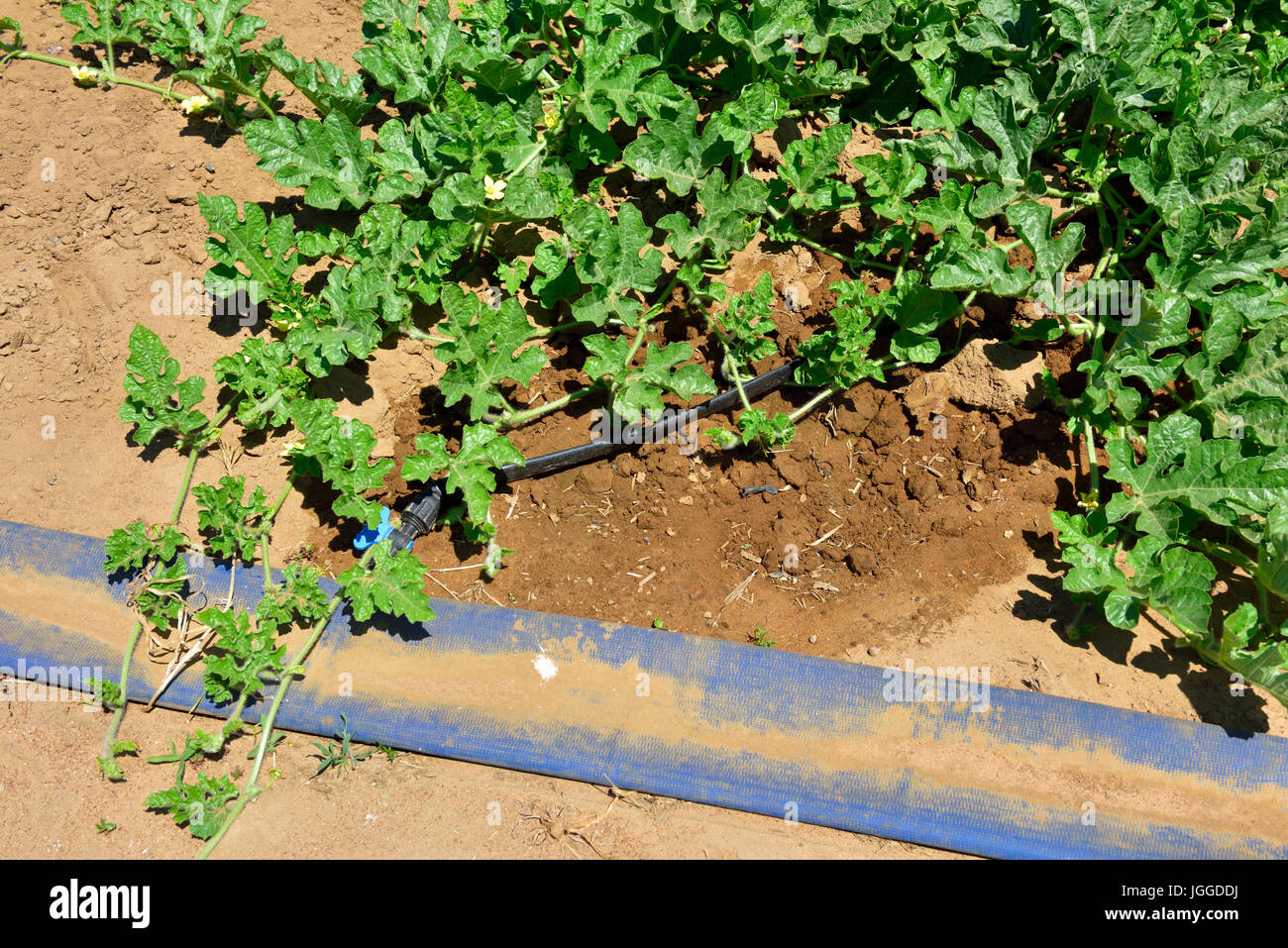 Trickle irrigation system for water conservation watering young watermelon plants in field, Italy Stock Photo