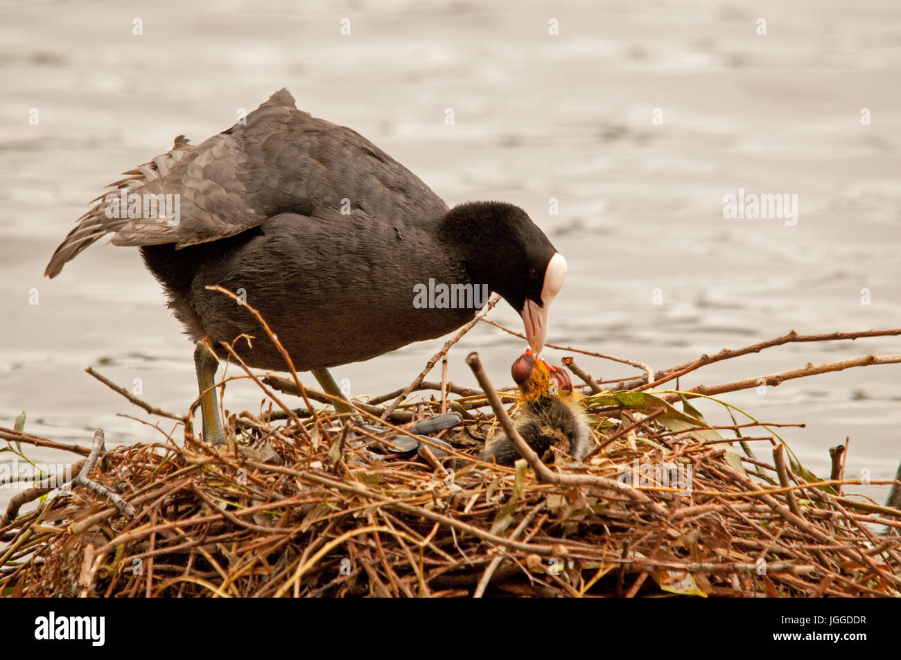 Coot Feeding Young in the Nest Stock Photo